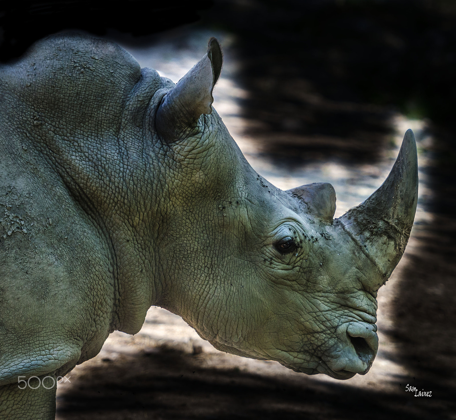 Nikon AF-S Nikkor 70-200mm F2.8G ED VR II sample photo. Rino photography