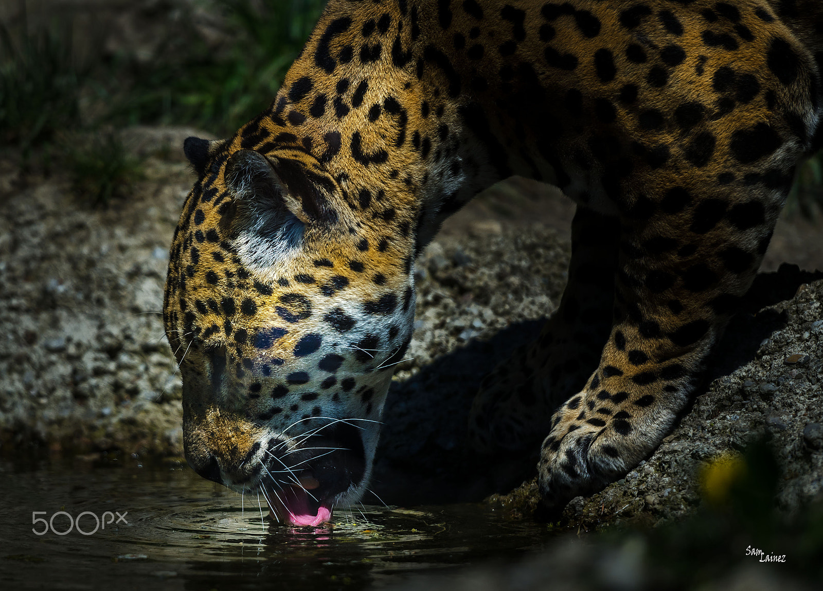 Nikon AF-S Nikkor 70-200mm F2.8G ED VR II sample photo. Leopard photography