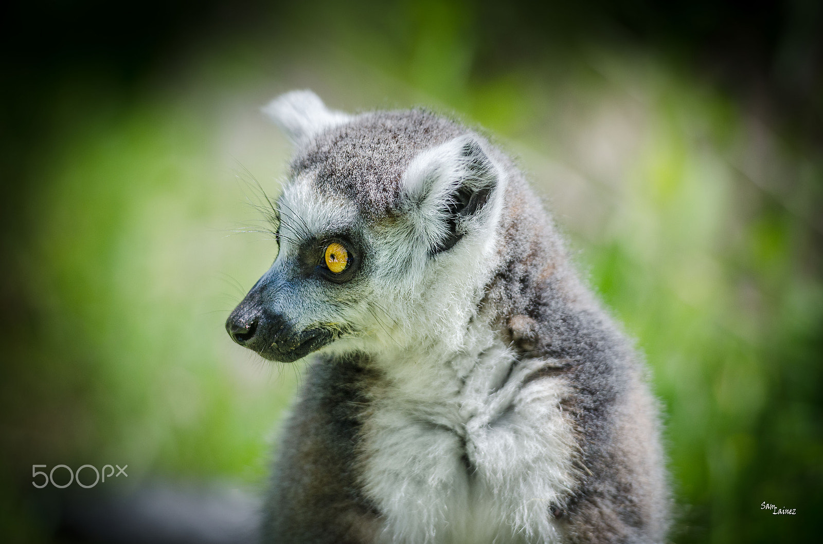 Nikon AF-S Nikkor 70-200mm F2.8G ED VR II sample photo. Lemur photography