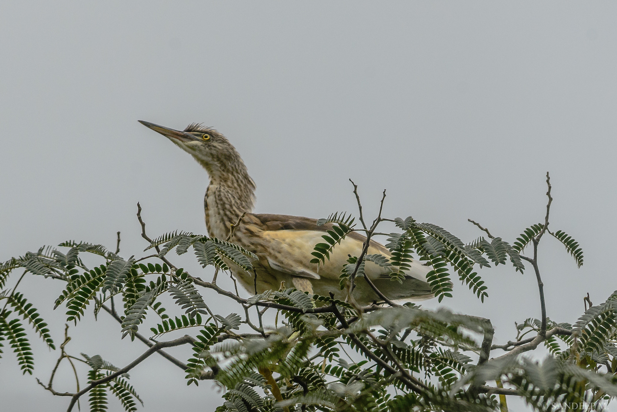 Nikon D600 sample photo. Heron photography