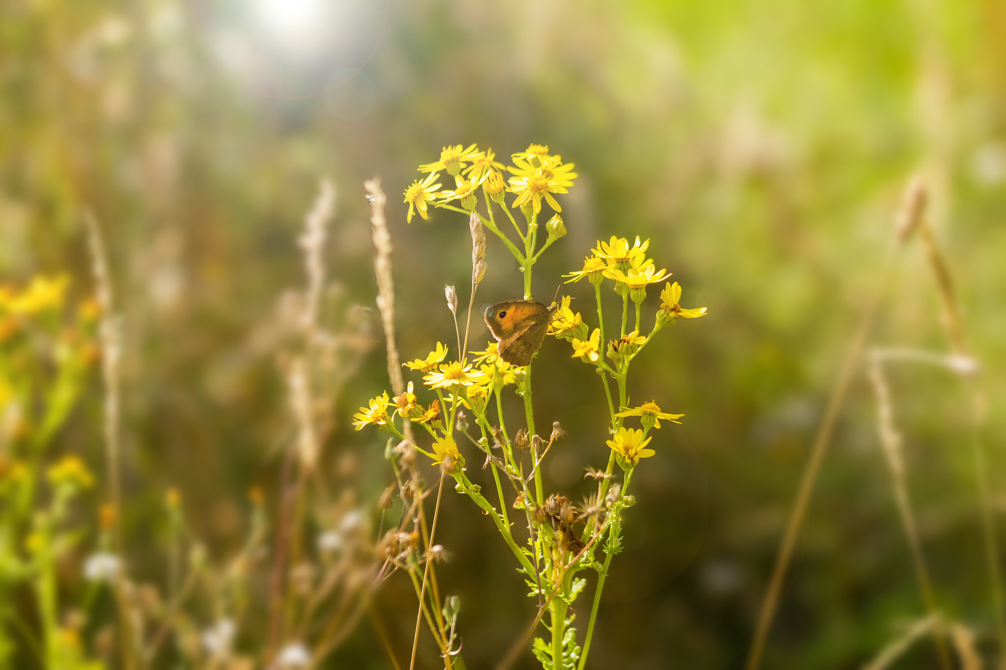 Sigma 105mm F2.8 EX DG OS HSM sample photo. Butterfly photography