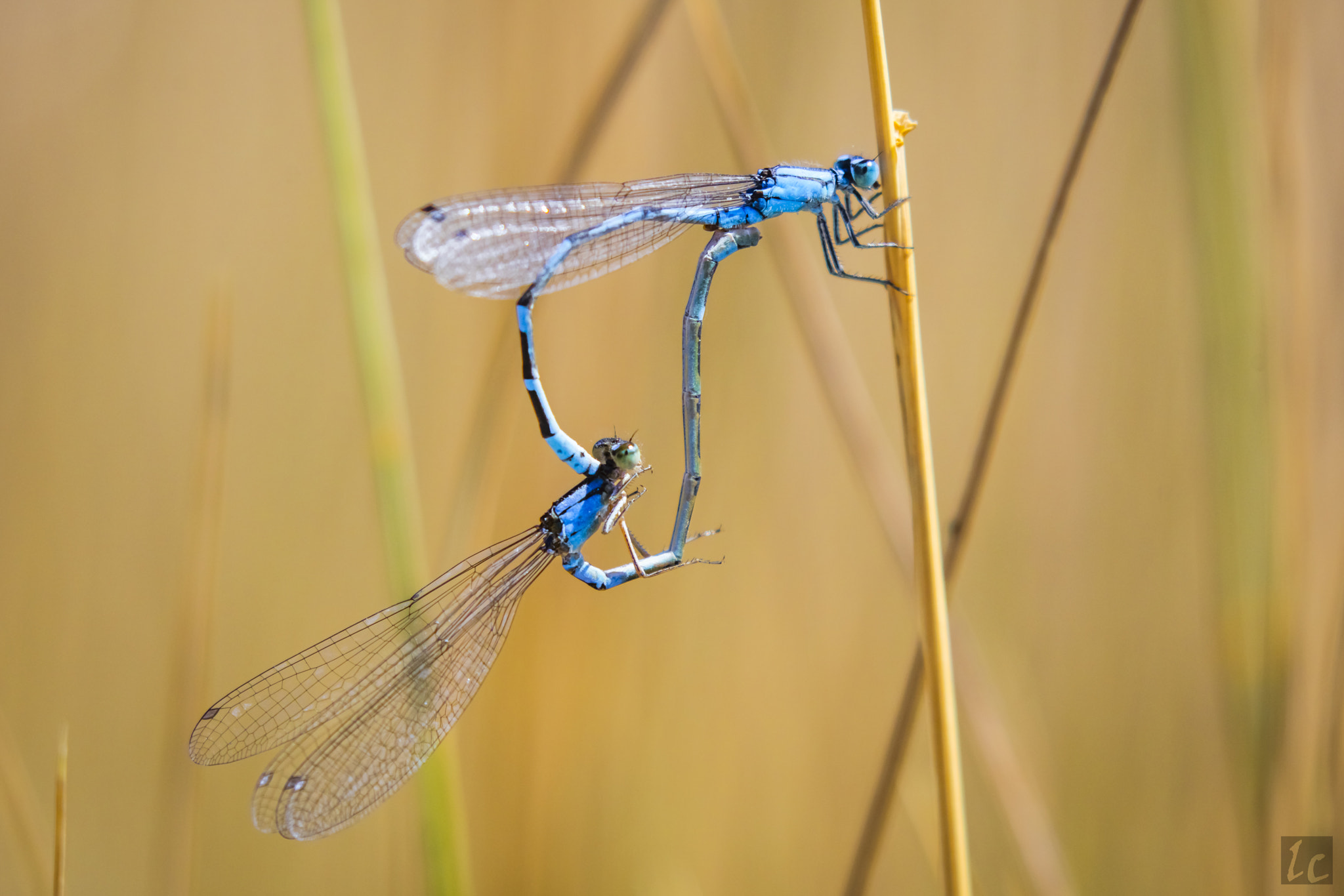 Canon EOS 5DS R + Canon EF 100-400mm F4.5-5.6L IS II USM sample photo. Damselfly love photography