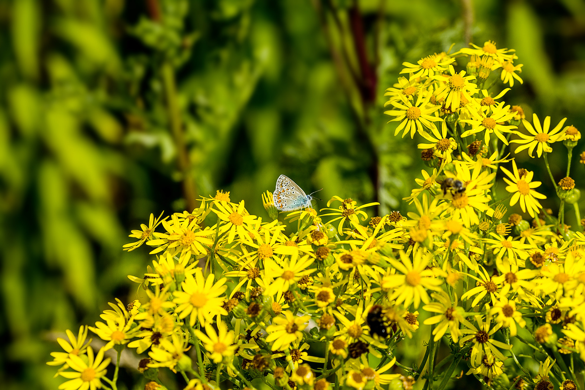 Sigma 105mm F2.8 EX DG OS HSM sample photo. Butterfly 2 photography