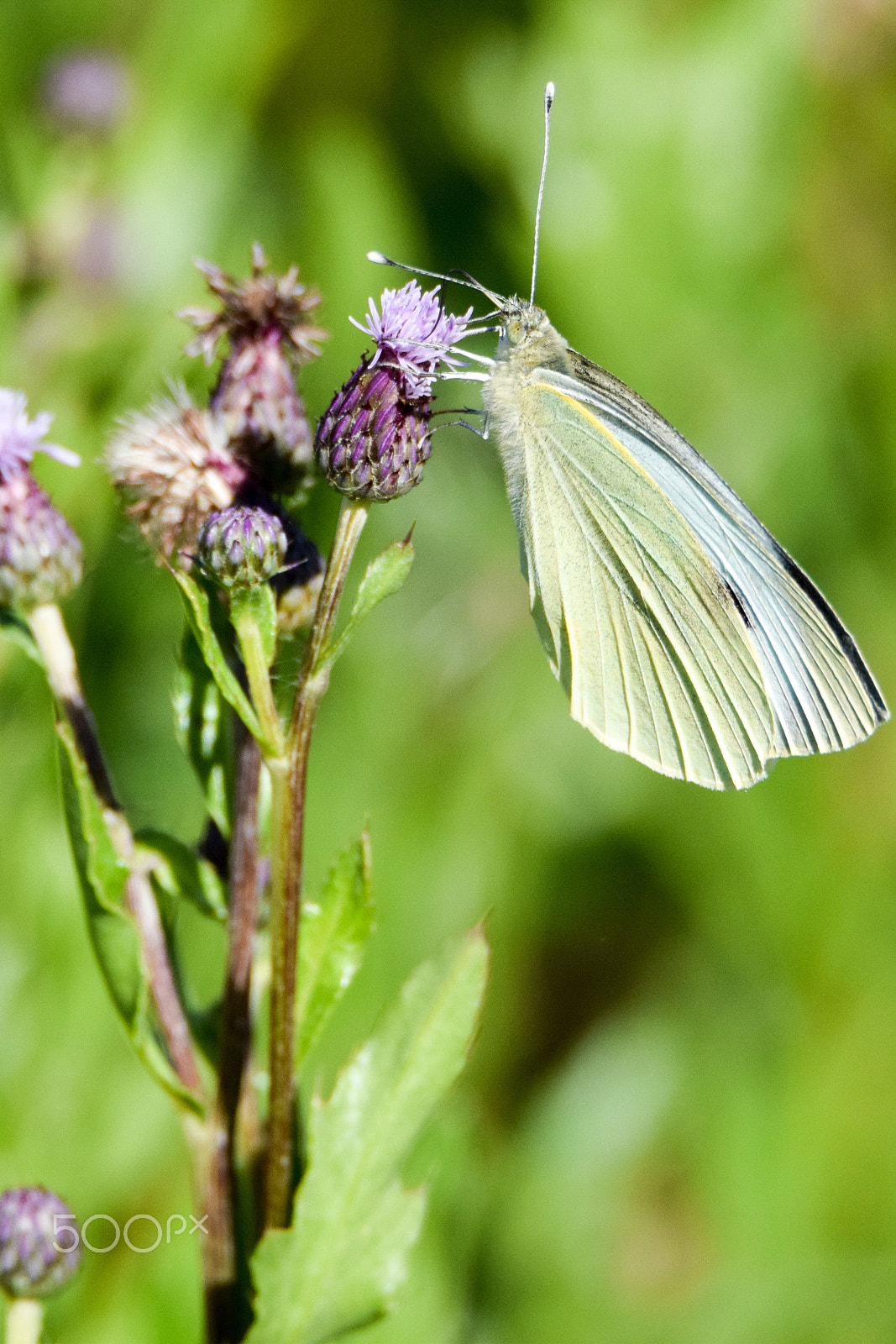 Tamron SP 150-600mm F5-6.3 Di VC USD sample photo. Pieris bressicae

having dinner photography