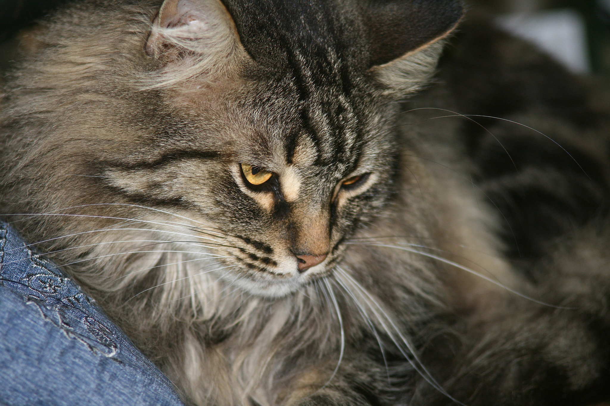 Canon EF 35-105mm f/3.5-4.5 sample photo. Cat photography