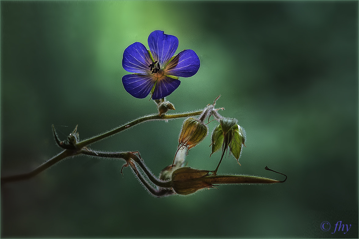 Sony Alpha DSLR-A350 + Sony 85mm F2.8 SAM sample photo. Storchschnabel - cranesbill photography