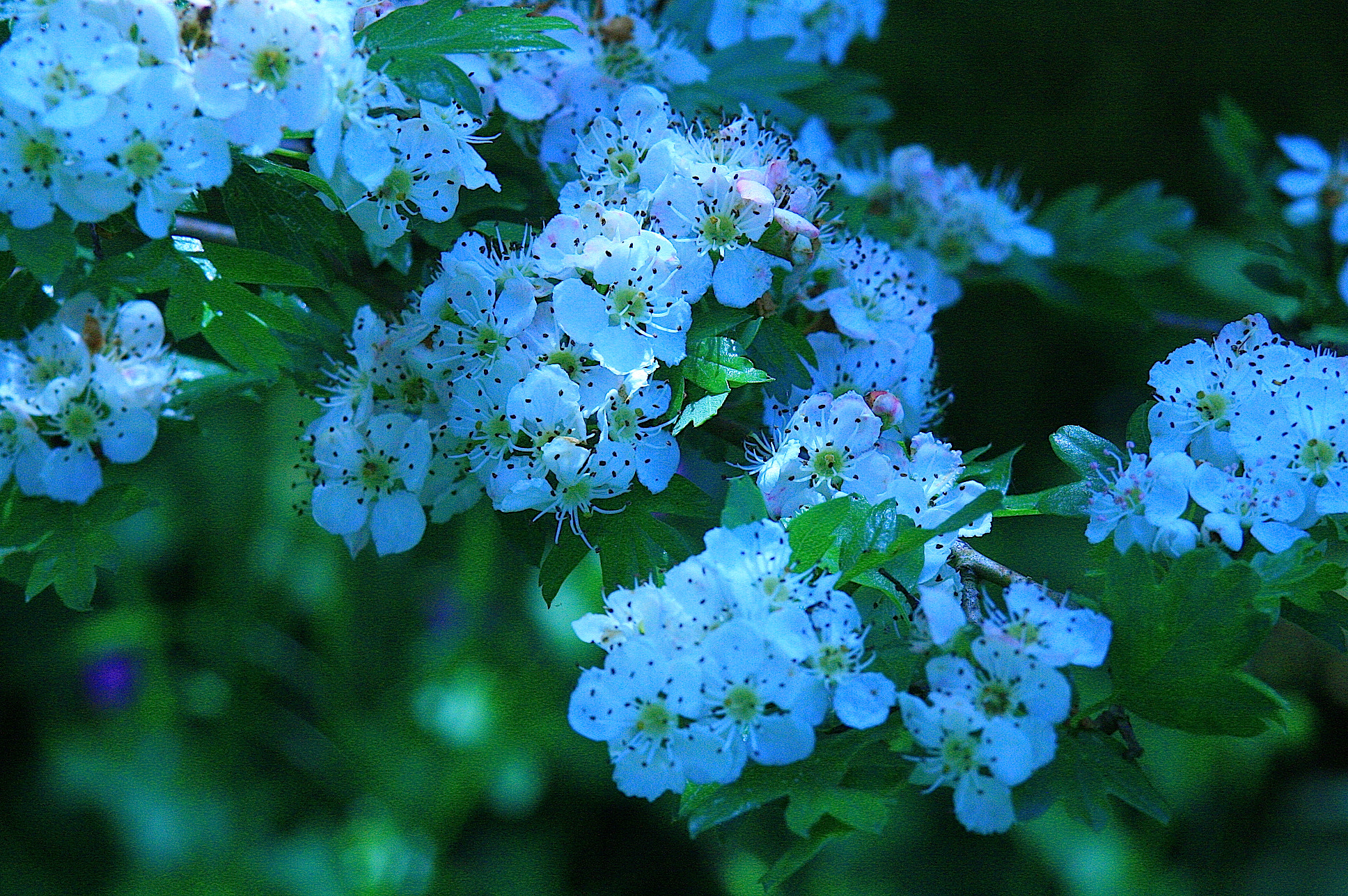 Canon EF 35-105mm f/3.5-4.5 sample photo. Primavera photography