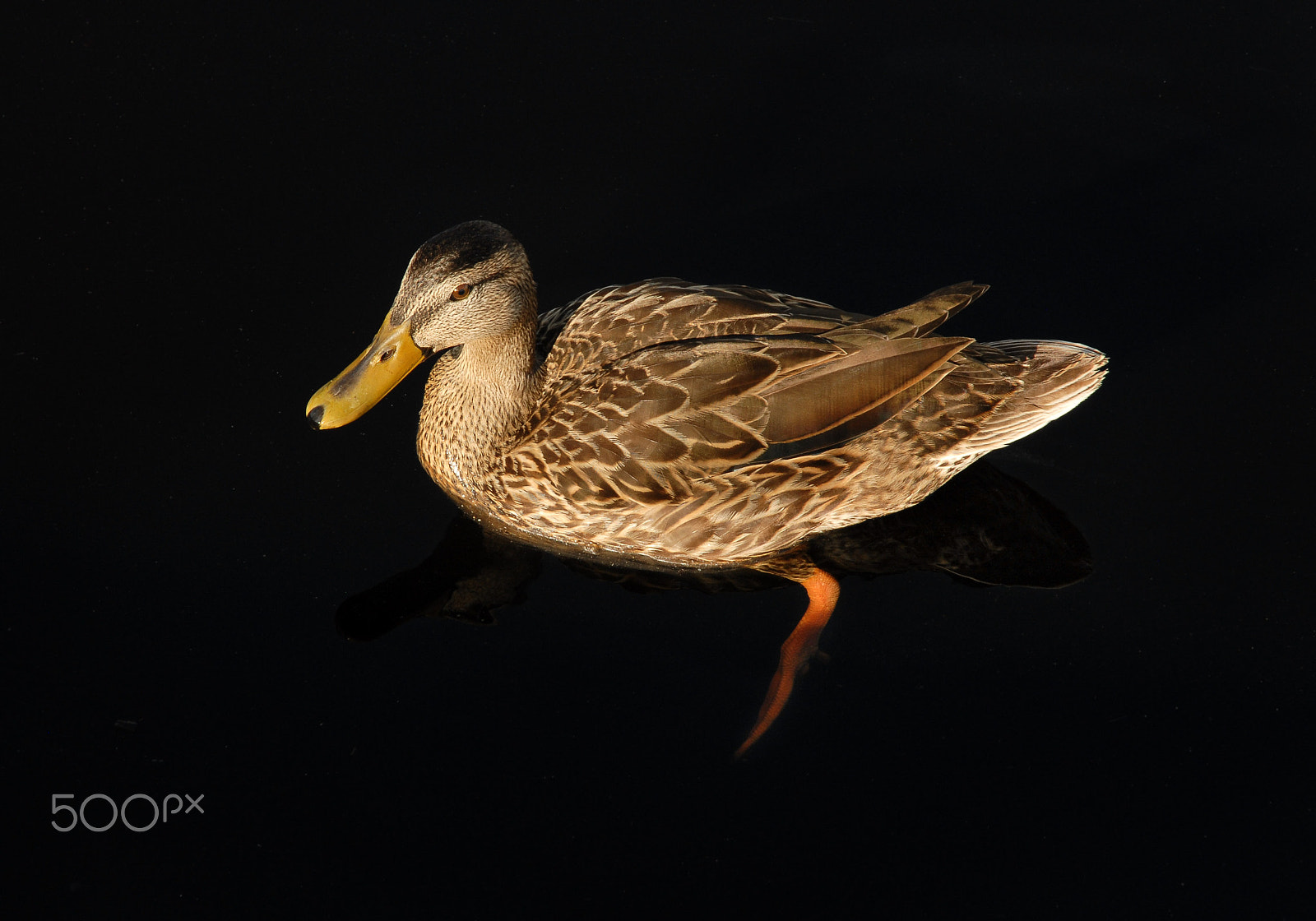 Nikon D200 sample photo. Female mallard photography