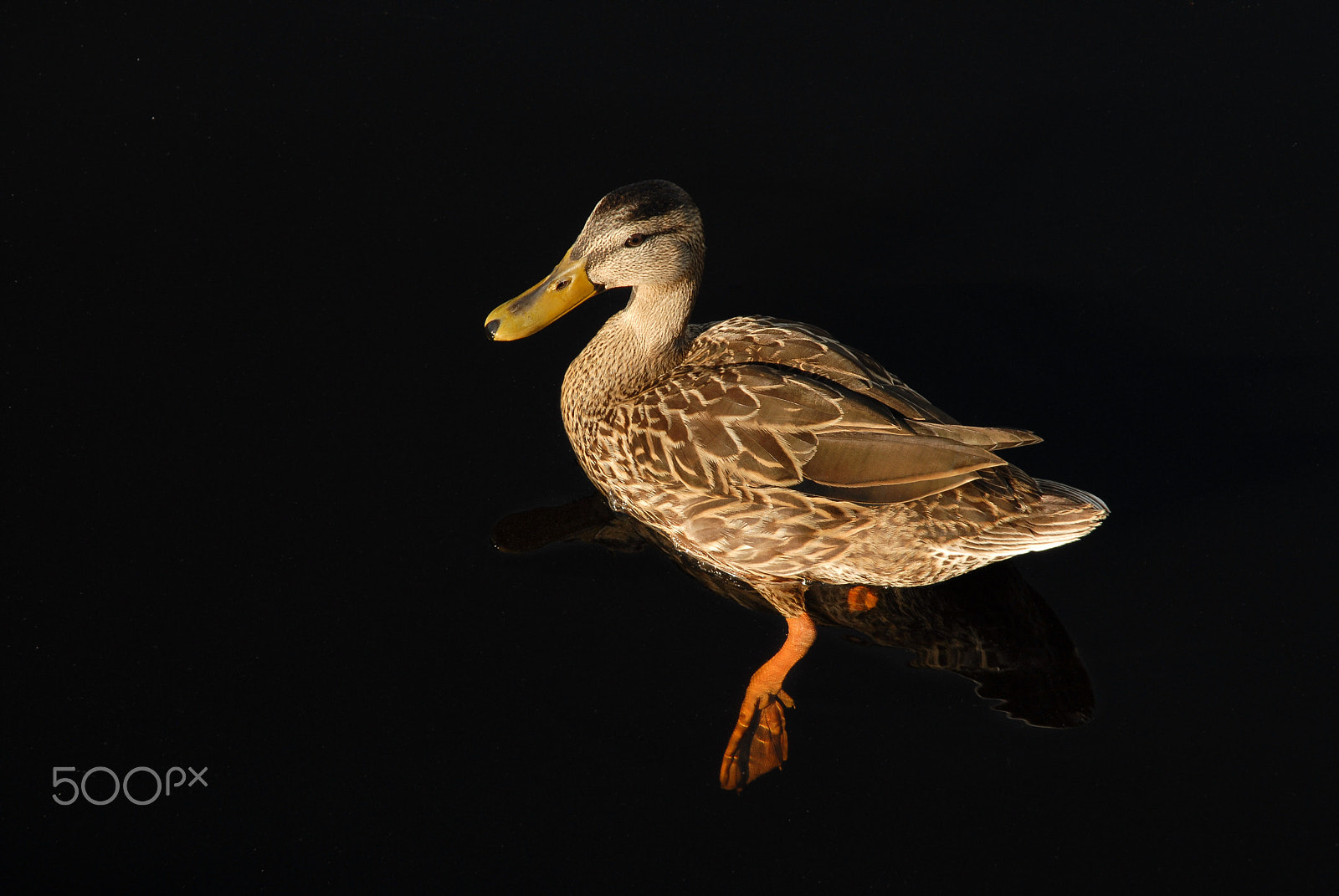 Nikon D200 sample photo. Female mallard paddling photography