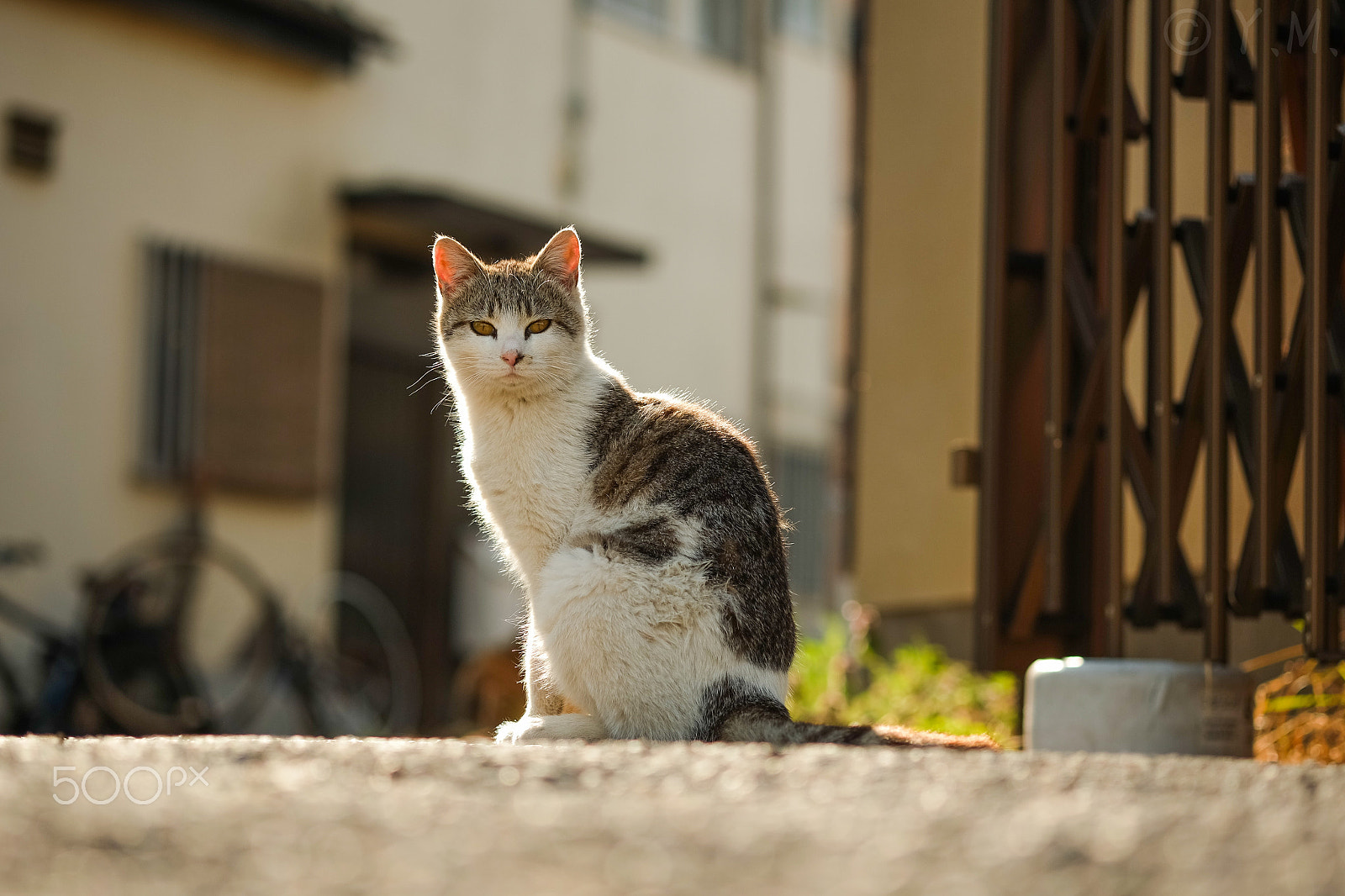 Fujifilm X-M1 + Fujifilm XF 60mm F2.4 R Macro sample photo. Cat photography