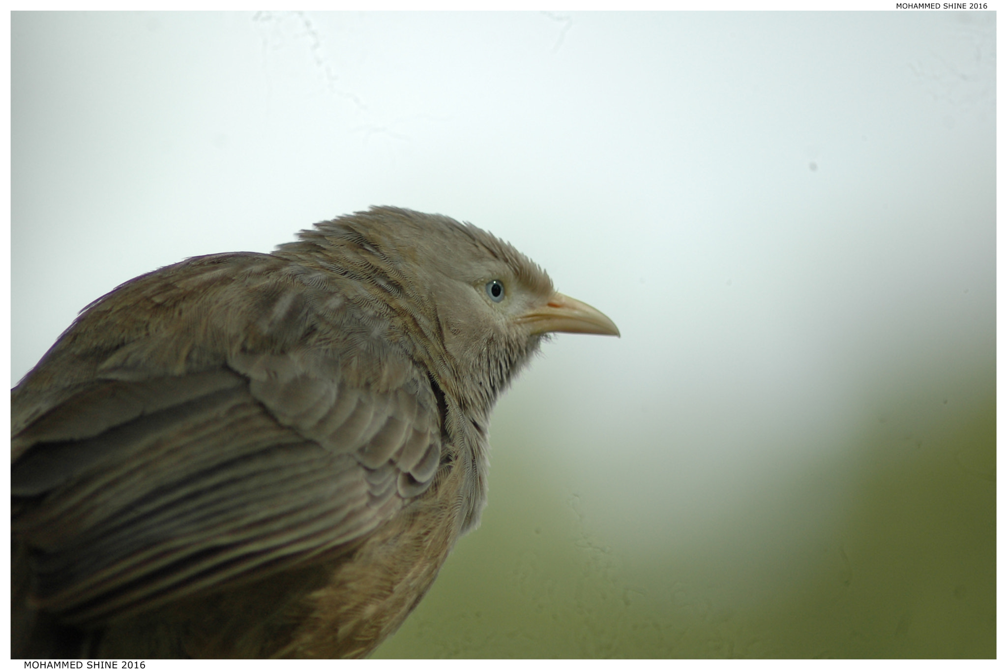 Nikon AF Nikkor 70-300mm F4-5.6G sample photo. Babbler photography