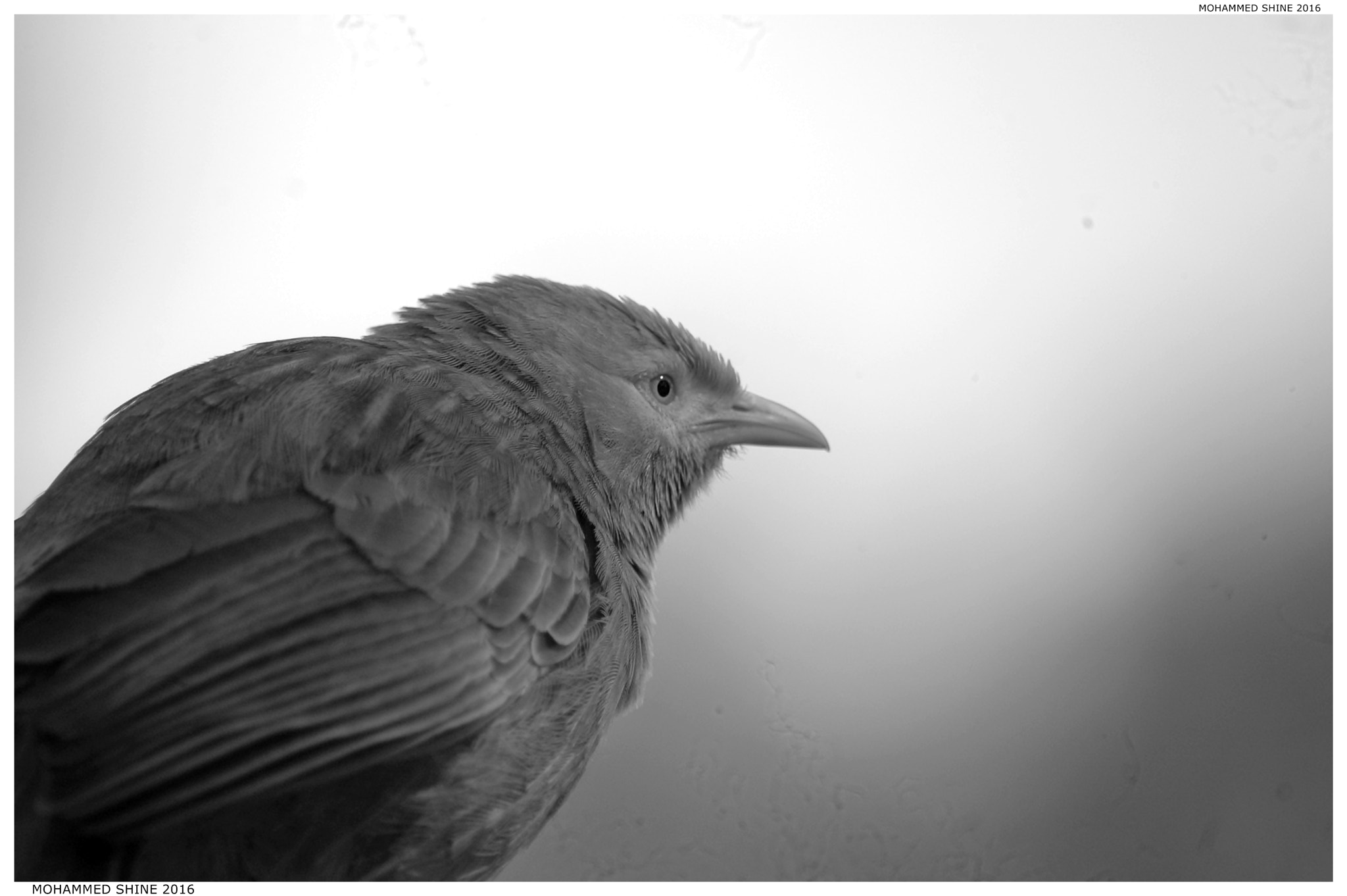 Nikon AF Nikkor 70-300mm F4-5.6G sample photo. B&w babbler photography