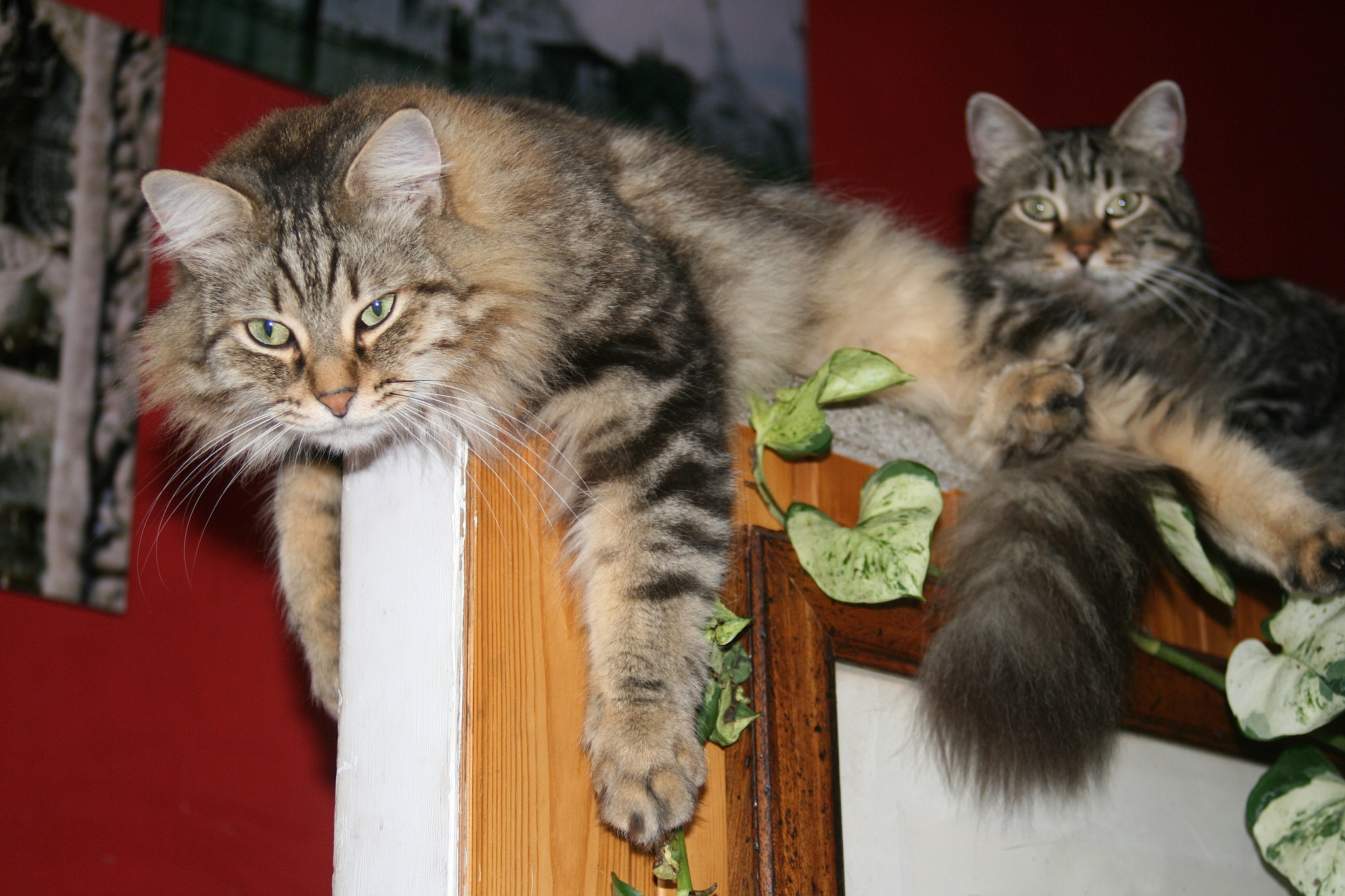 Canon EF 35-105mm f/3.5-4.5 sample photo. Cats photography
