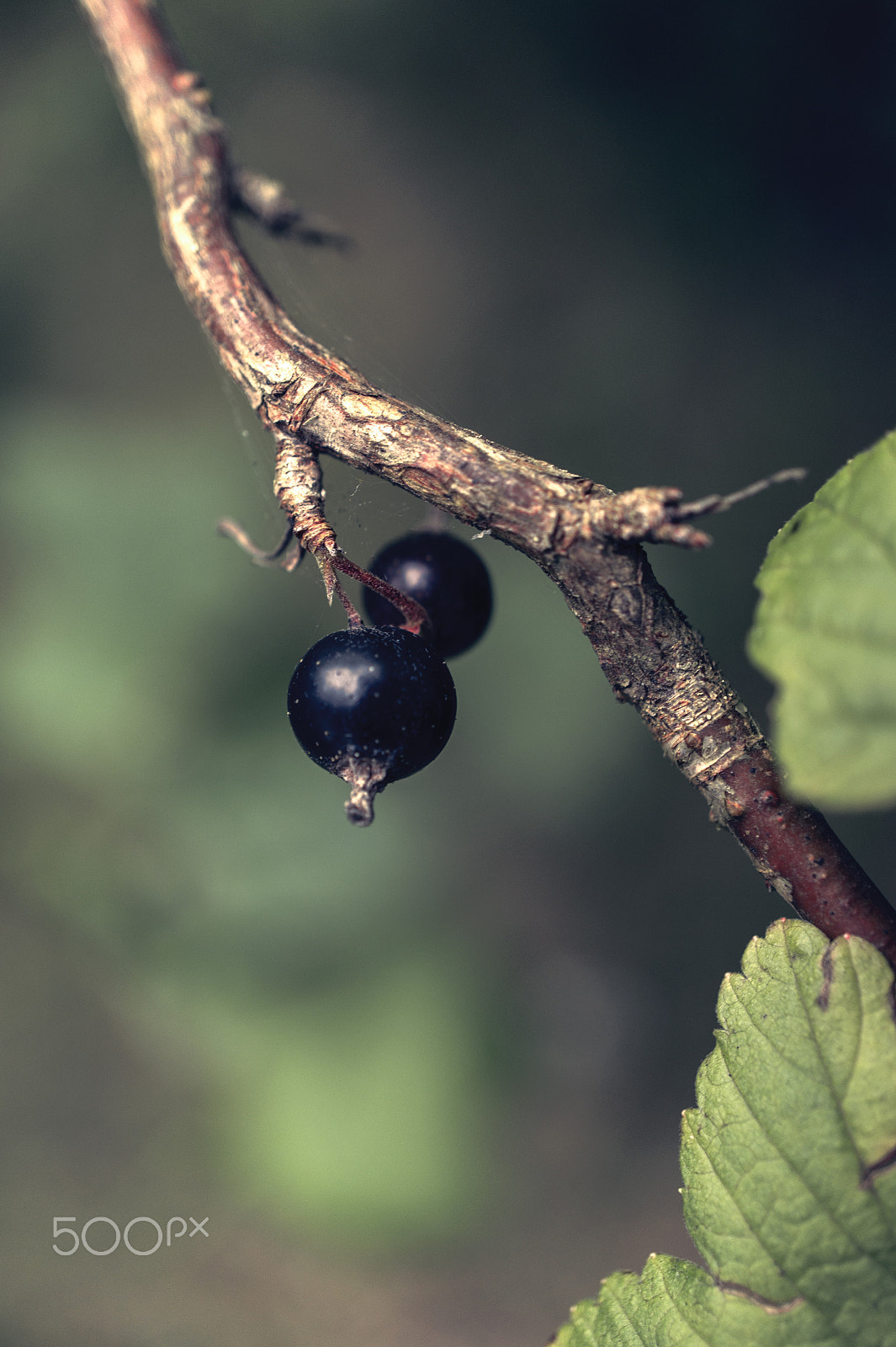 Sony Alpha NEX-5 + Sony E 30mm F3.5 Macro sample photo. Two of the galaxy on a branch photography