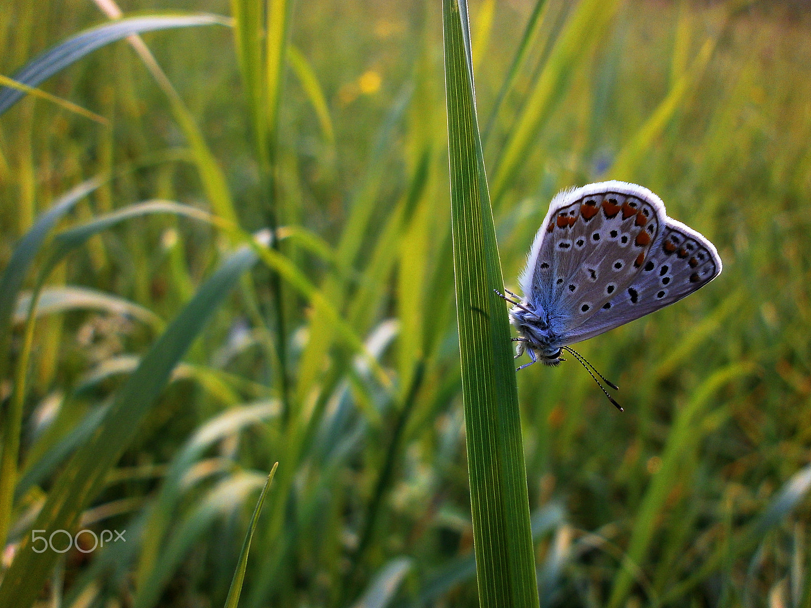 Olympus VG110,D700 sample photo. Blue butterfly photography