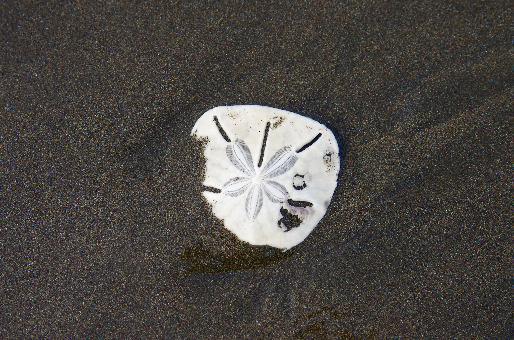 Pentax K-5 II sample photo. Sand dollar on beach photography