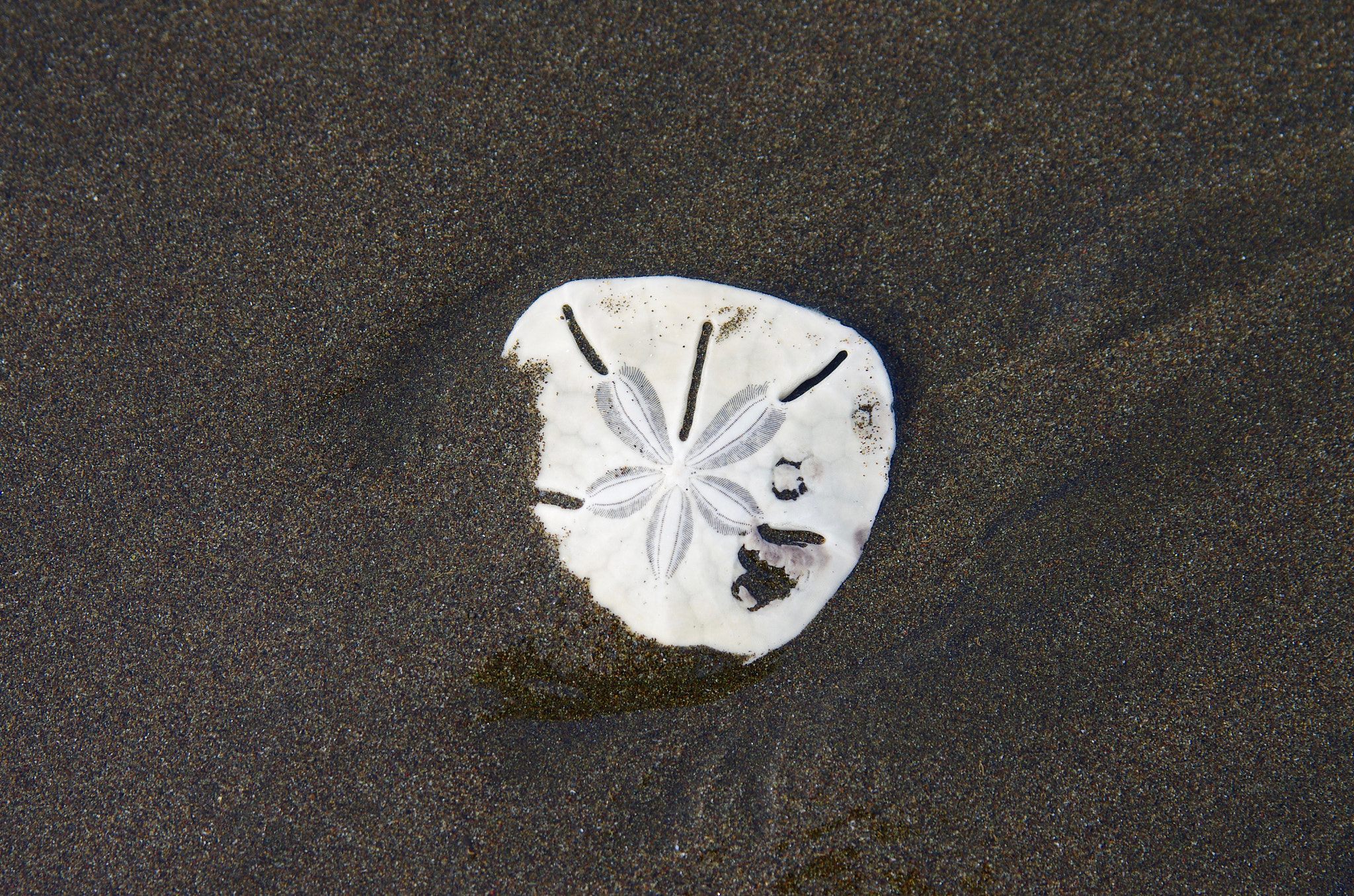 Pentax K-5 II + Tamron AF 28-75mm F2.8 XR Di LD Aspherical (IF) sample photo. Sand dollar on beach photography