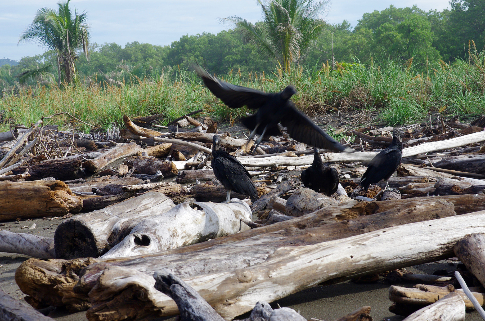 Pentax K-5 II sample photo. Driftwood on playa hermosa photography