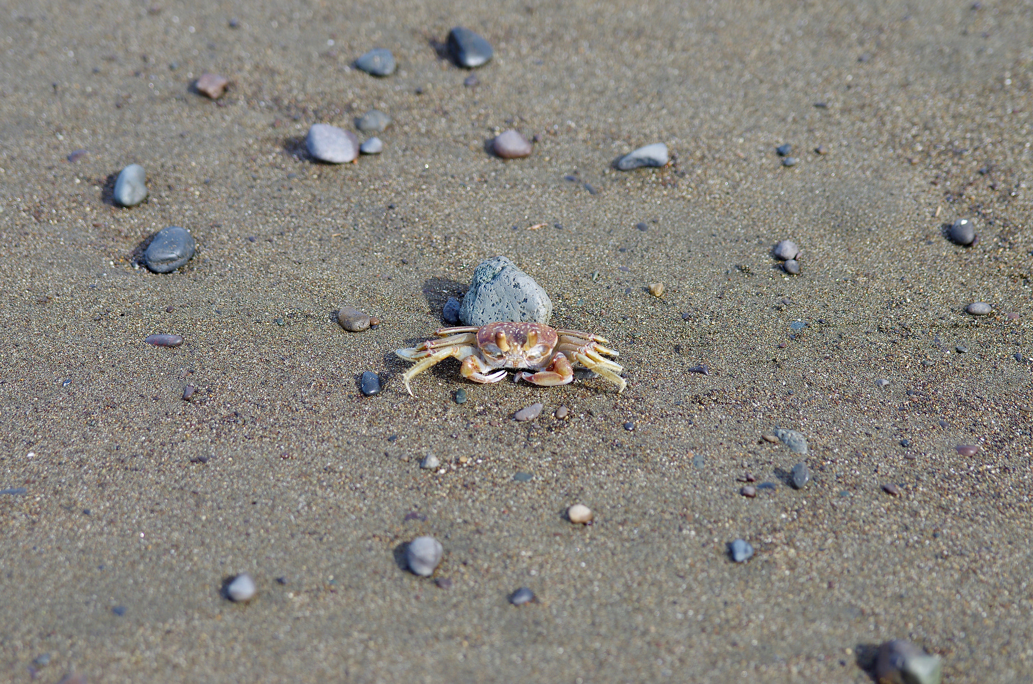 Pentax K-5 II sample photo. Crab on beach photography