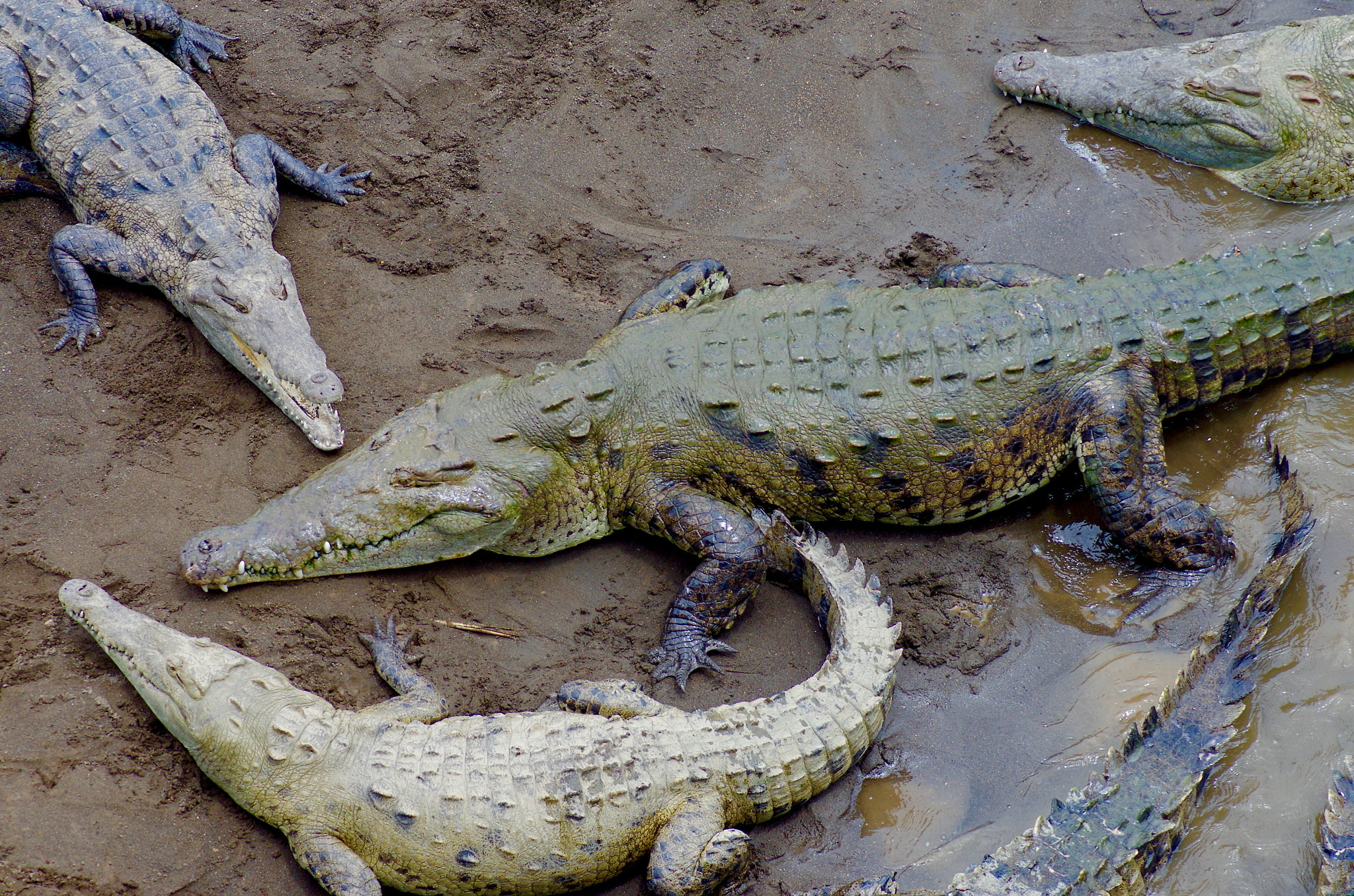 Tamron AF 70-300mm F4-5.6 Di LD Macro sample photo. American crocodiles photography