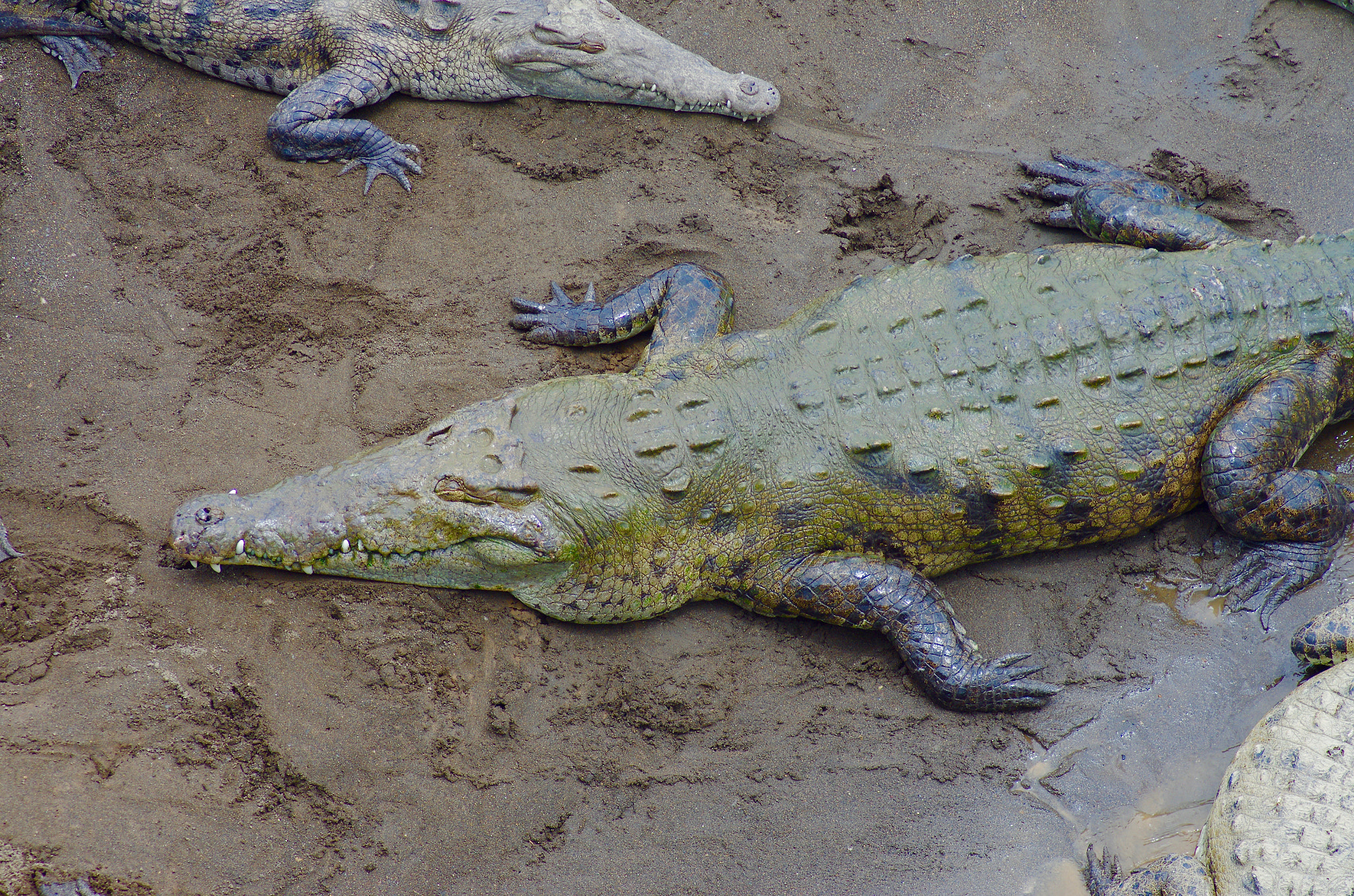Pentax K-5 II sample photo. American crocodiles photography