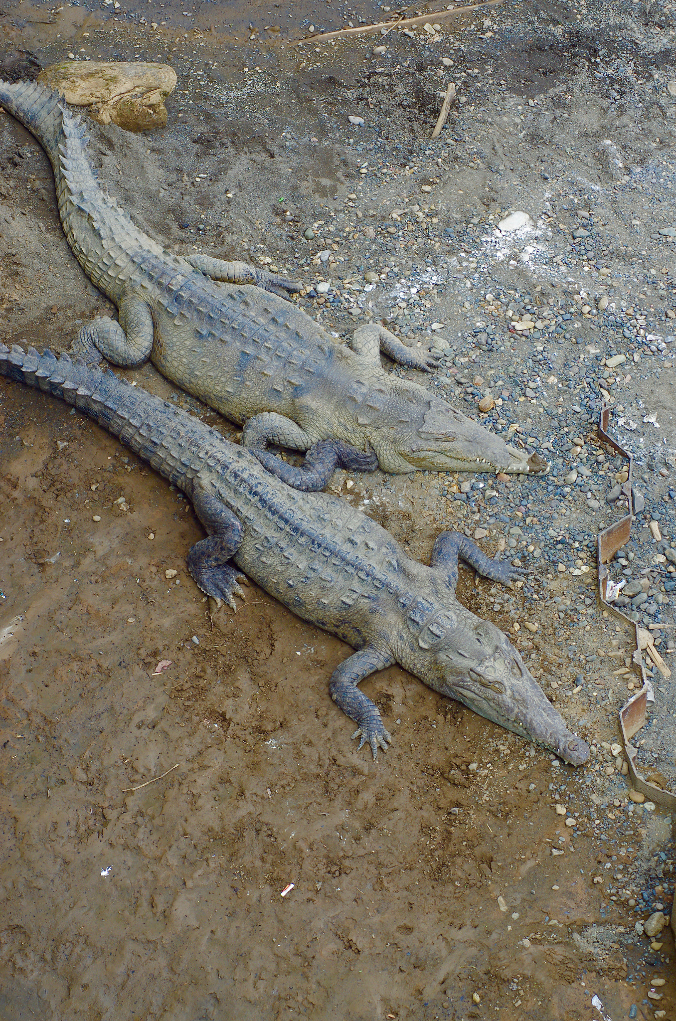 Pentax K-5 II + Tamron AF 70-300mm F4-5.6 Di LD Macro sample photo. American crocodiles photography