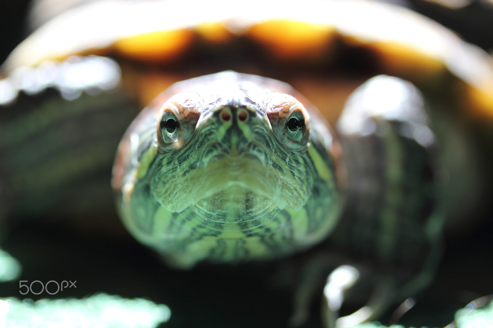 Canon EF-S 60mm F2.8 Macro USM sample photo. Face to face photography