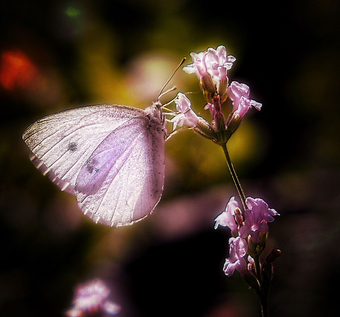 Olympus PEN E-PL7 + Olympus M.Zuiko Digital 45mm F1.8 sample photo. Pink butterfly photography