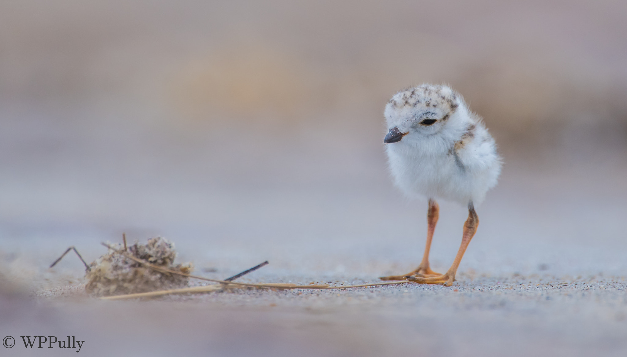 Nikon AF-S Nikkor 400mm F2.8E FL ED VR sample photo. Pensive piping plover portrait photography