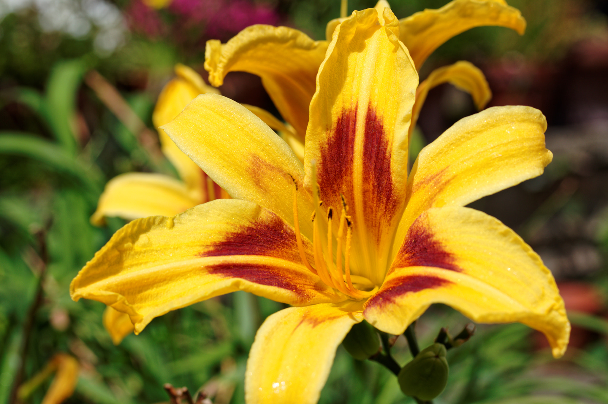Pentax smc D-FA 50mm F2.8 Macro sample photo. Daylilly photography