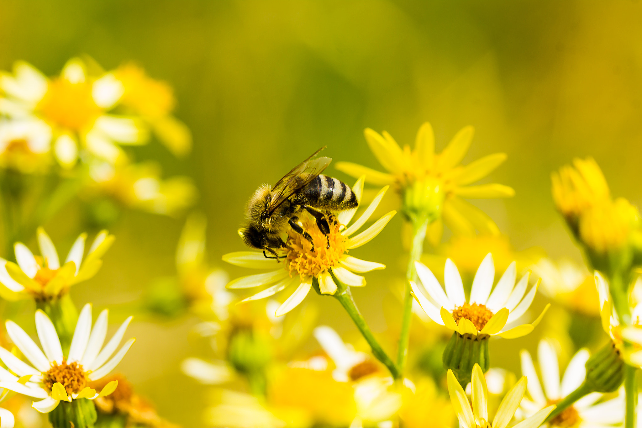 Sigma 105mm F2.8 EX DG OS HSM sample photo. Bee photography