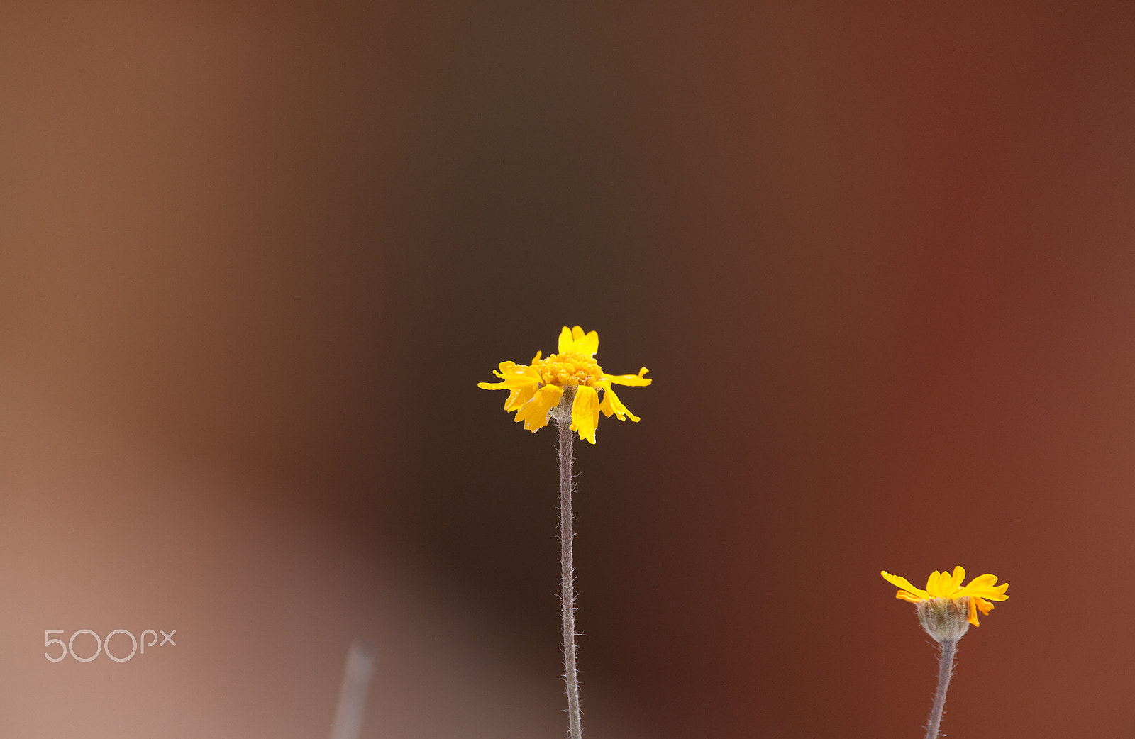 150-600mm F5-6.3 DG OS HSM | Contemporary 015 sample photo. Flower photography