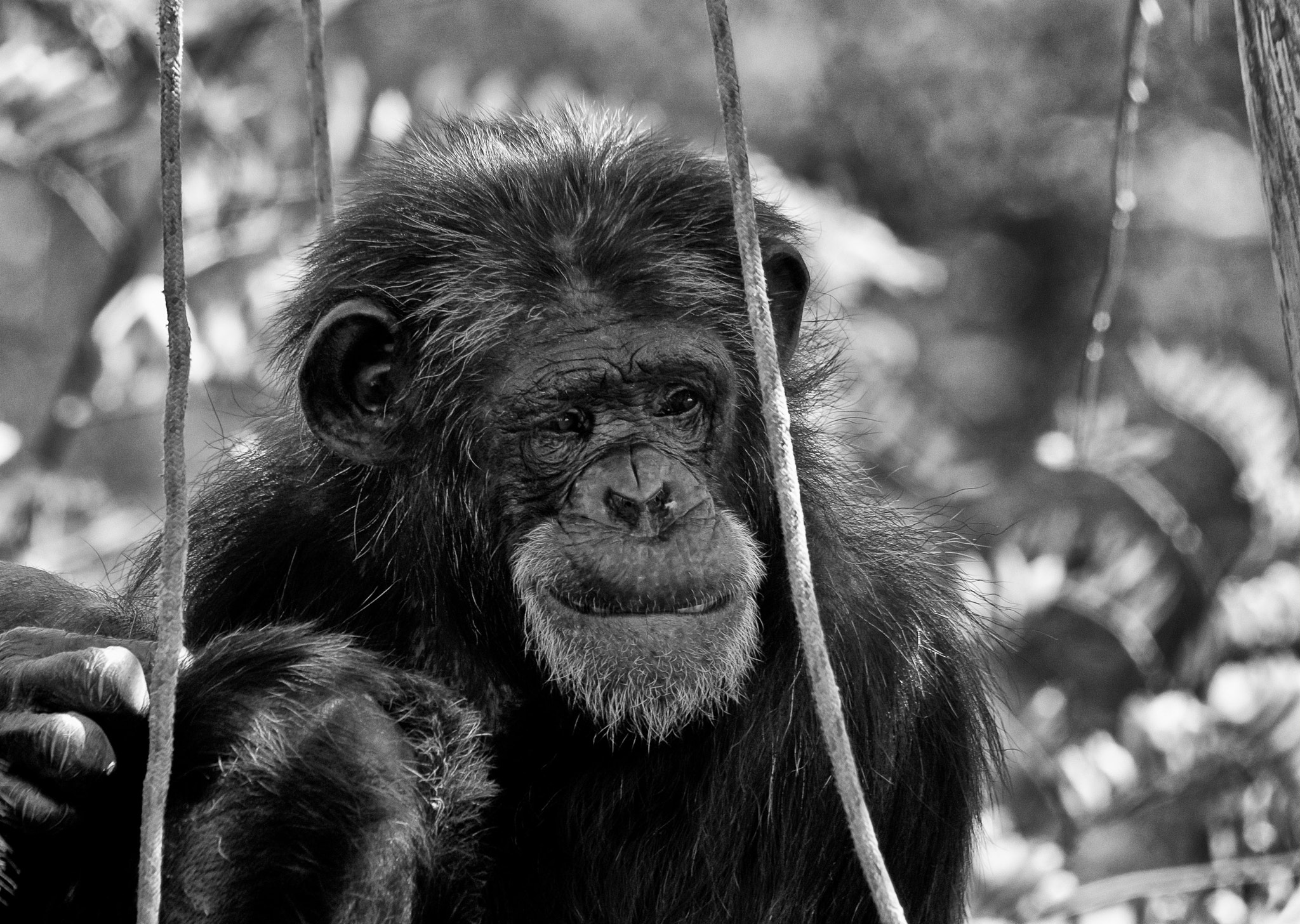 Sigma 70-200mm F2.8 EX DG Macro HSM II sample photo. Monkey photography