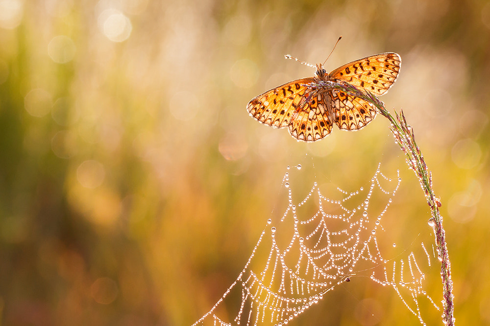 Sony Alpha DSLR-A700 + Tamron SP AF 90mm F2.8 Di Macro sample photo. Enjoy the beautiful morning1 photography
