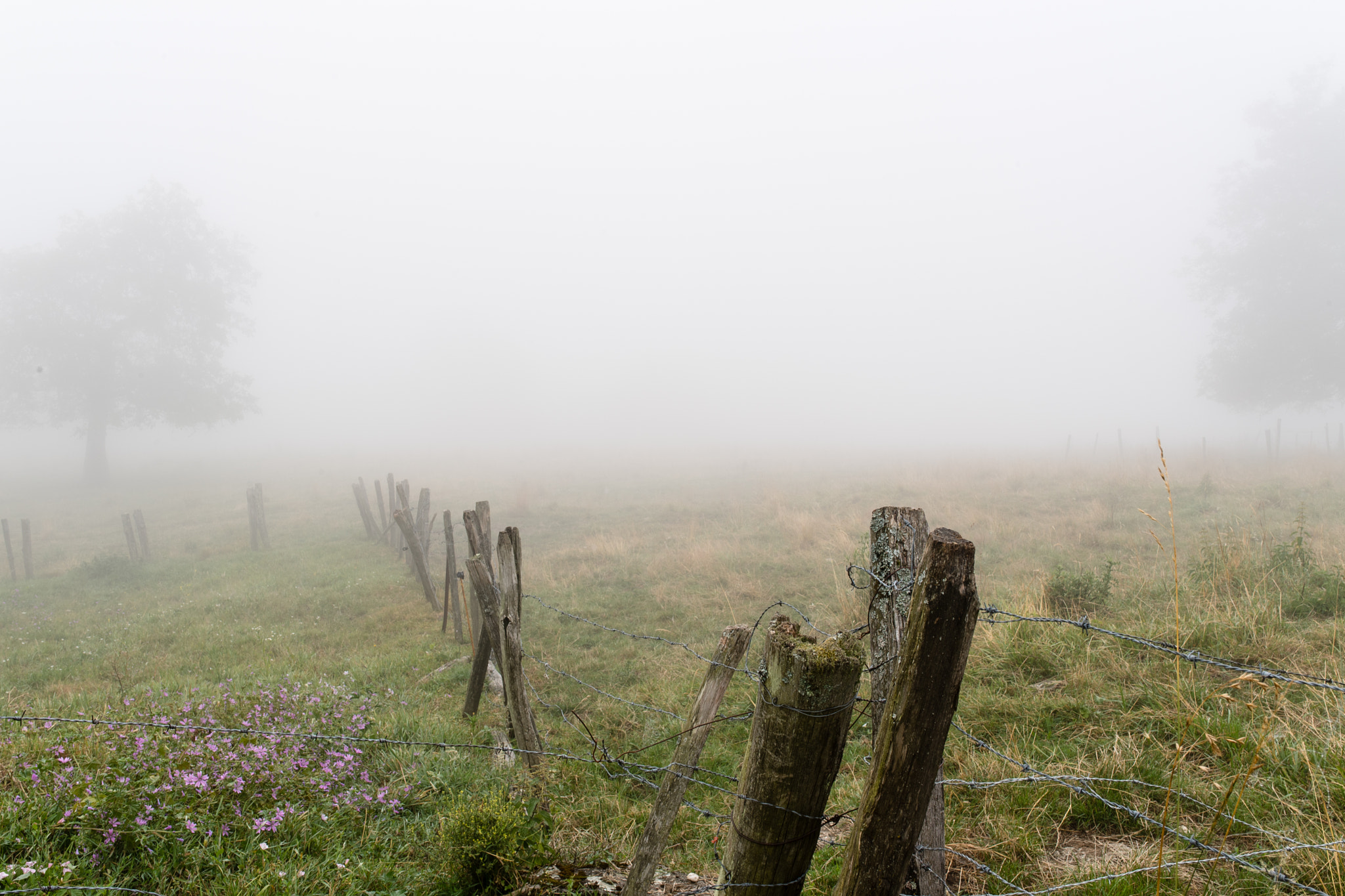 Nikon D5 + Sigma 35mm F1.4 DG HSM Art sample photo. Brumes d'été photography