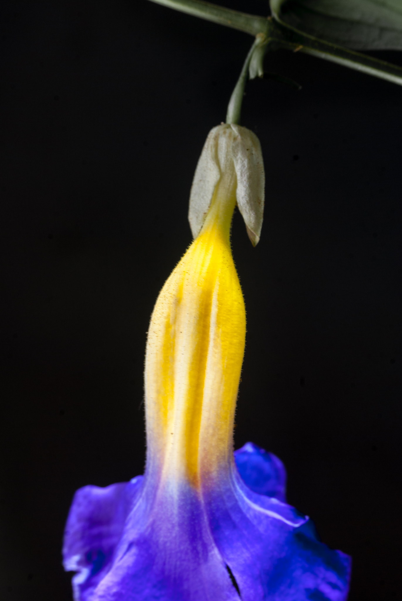 Nikon D40X sample photo. Yellow glow photography