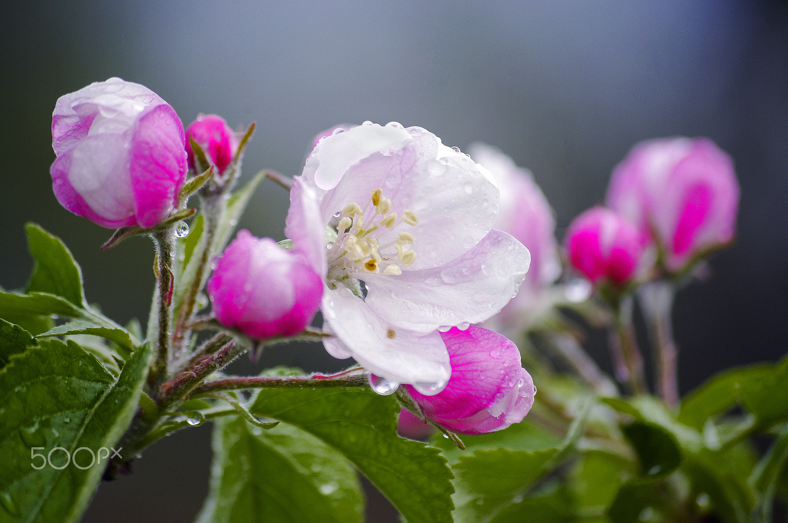 smc PENTAX-DA L 50-200mm F4-5.6 ED sample photo. Vintage photo of cherry tree flowers with blue sky photography