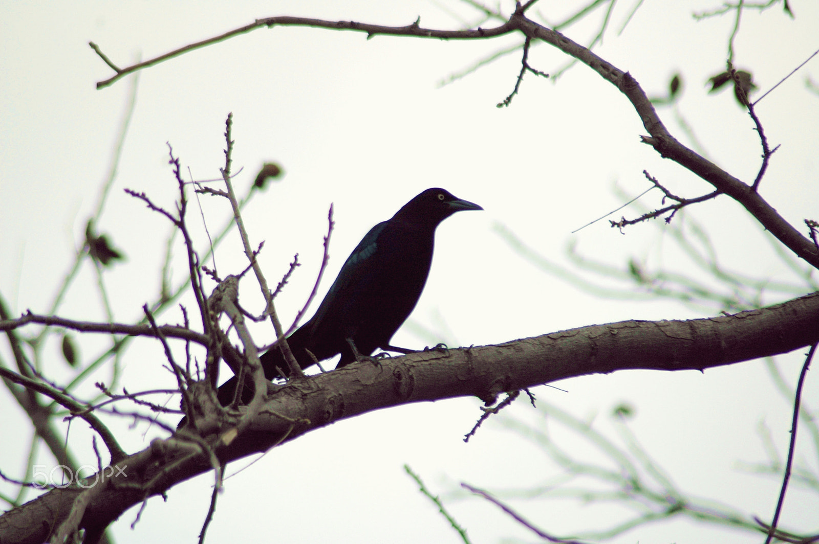 Nikon AF Nikkor 70-300mm F4-5.6G sample photo. Winter bird photography