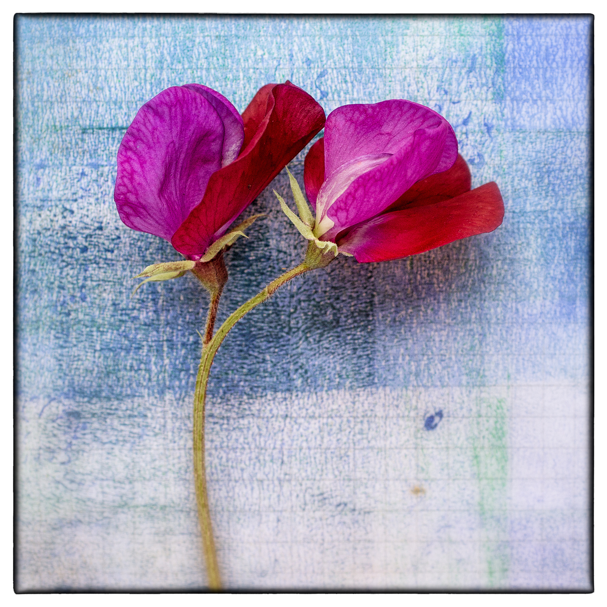 Pentax K-5 + smc PENTAX-F MACRO 50mm F2.8 sample photo. Sweet pea photography