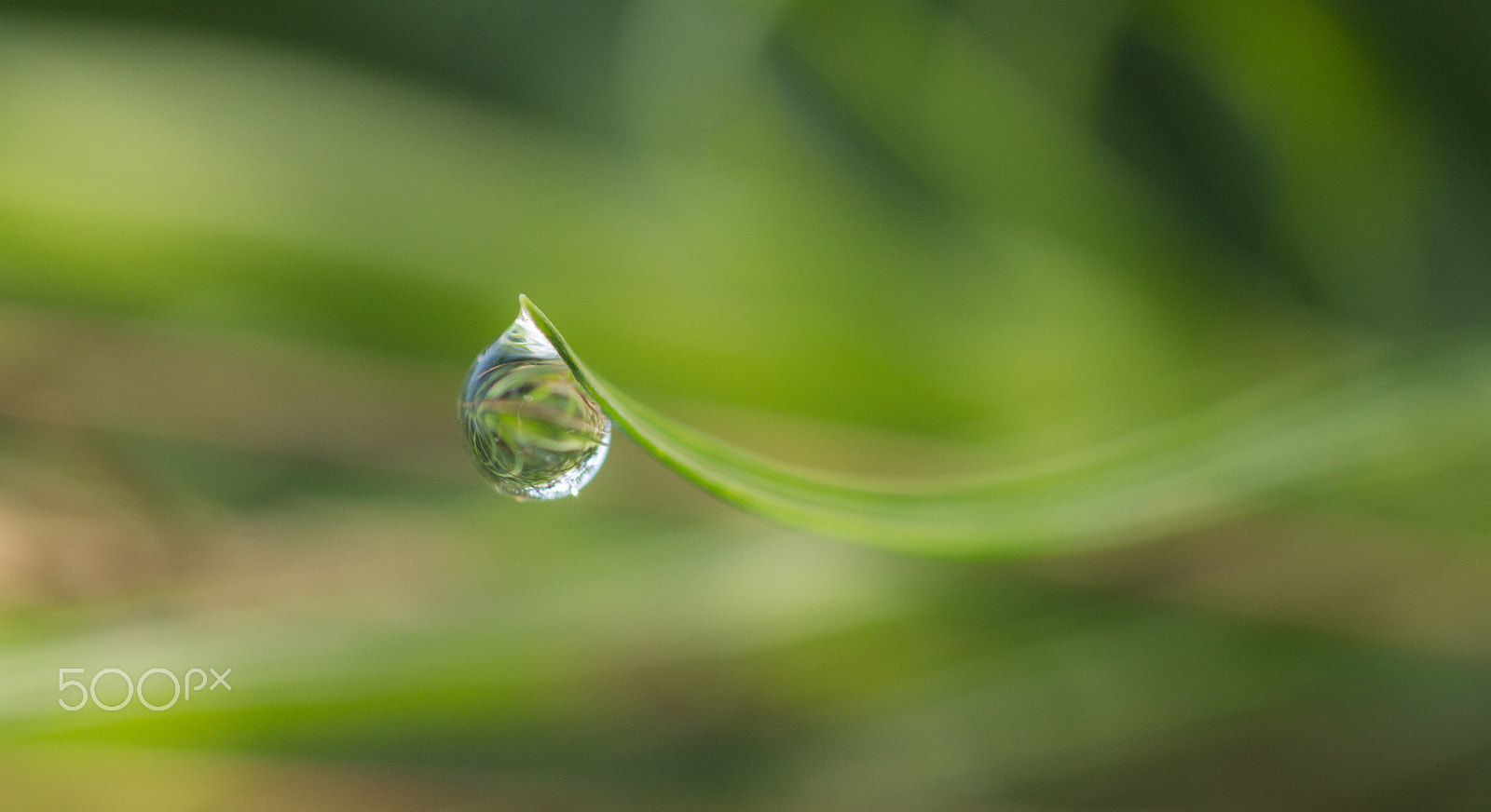 Sigma 105mm F2.8 EX DG OS HSM sample photo. Awakening photography