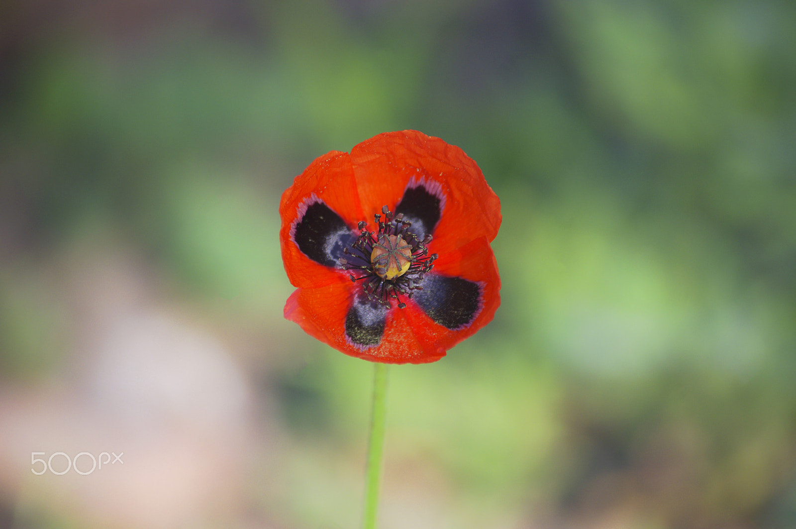 smc PENTAX-DA L 50-200mm F4-5.6 ED sample photo. Wildflower meadow with red poppy and blue cornflowers photography