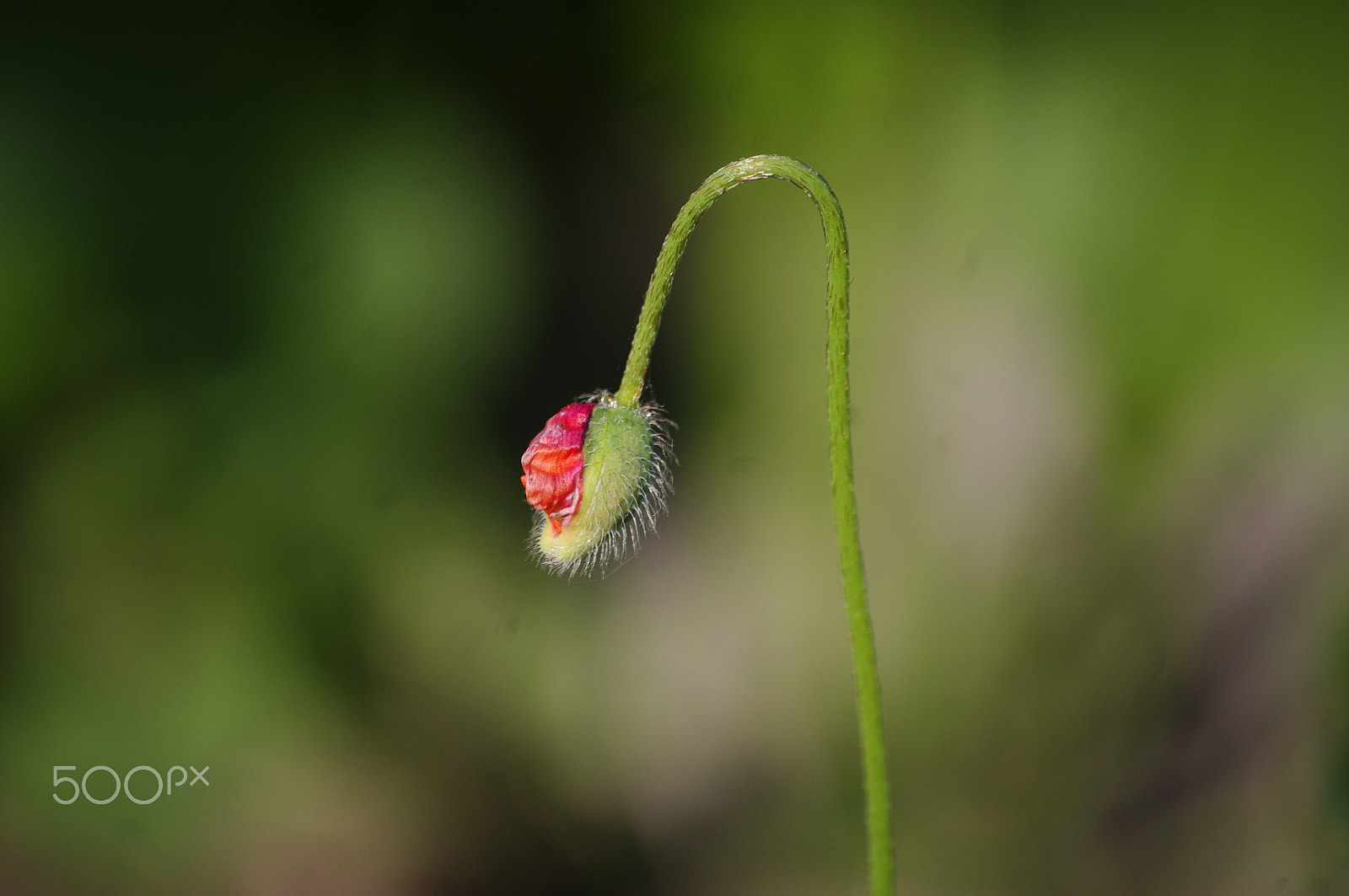 smc PENTAX-DA L 50-200mm F4-5.6 ED sample photo. Papaver rhoeas common names include corn poppy , corn rose , field poppy , flanders poppy , red... photography