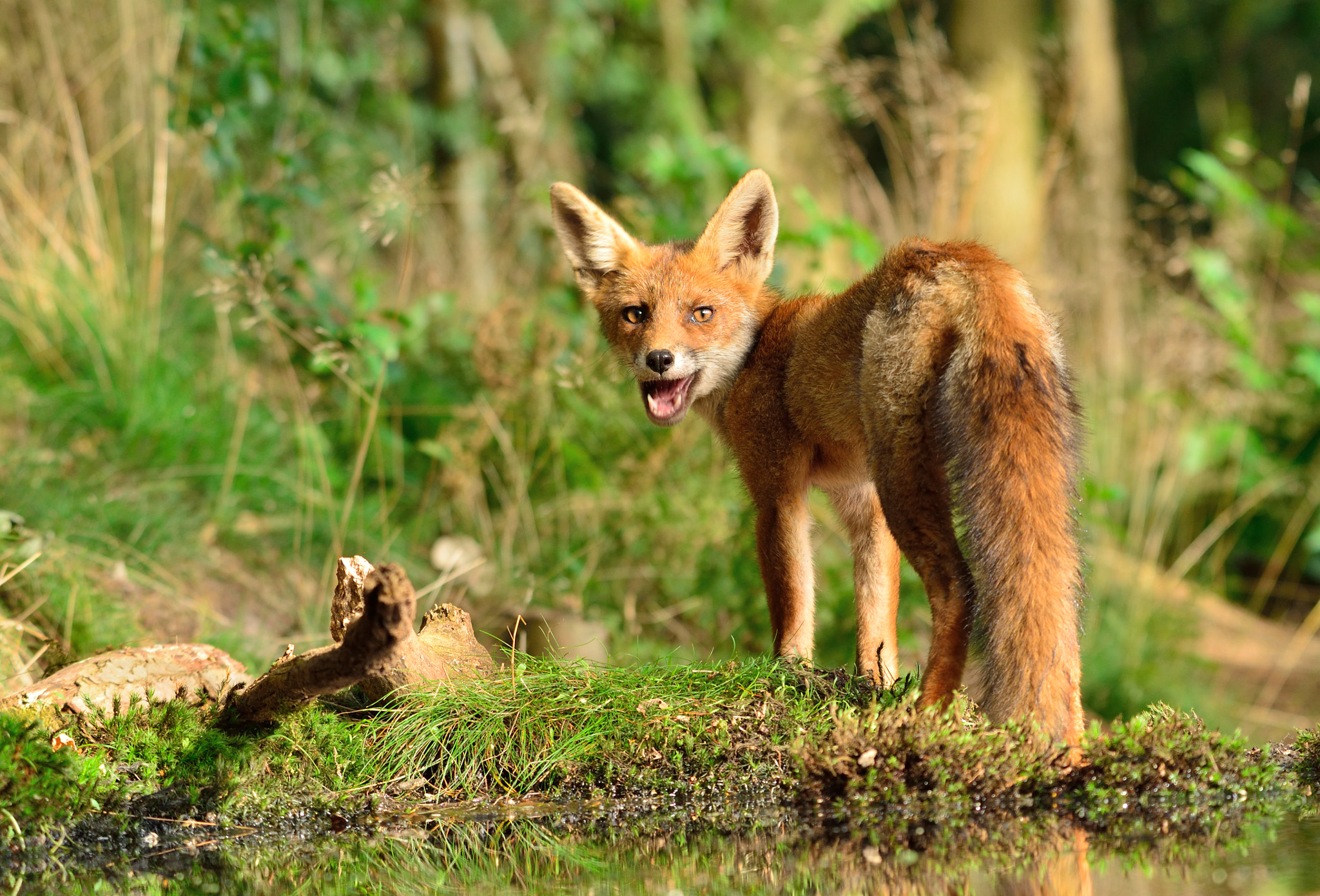 Nikon D600 sample photo. Fox hears shutter photography