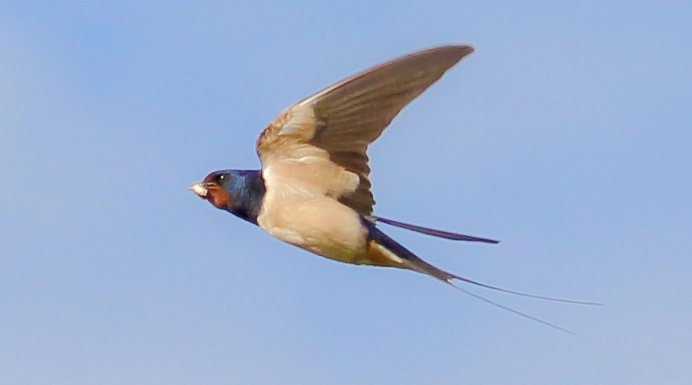 Canon EOS 7D Mark II + Canon EF 100-400mm F4.5-5.6L IS USM sample photo. Swallow in flight photography