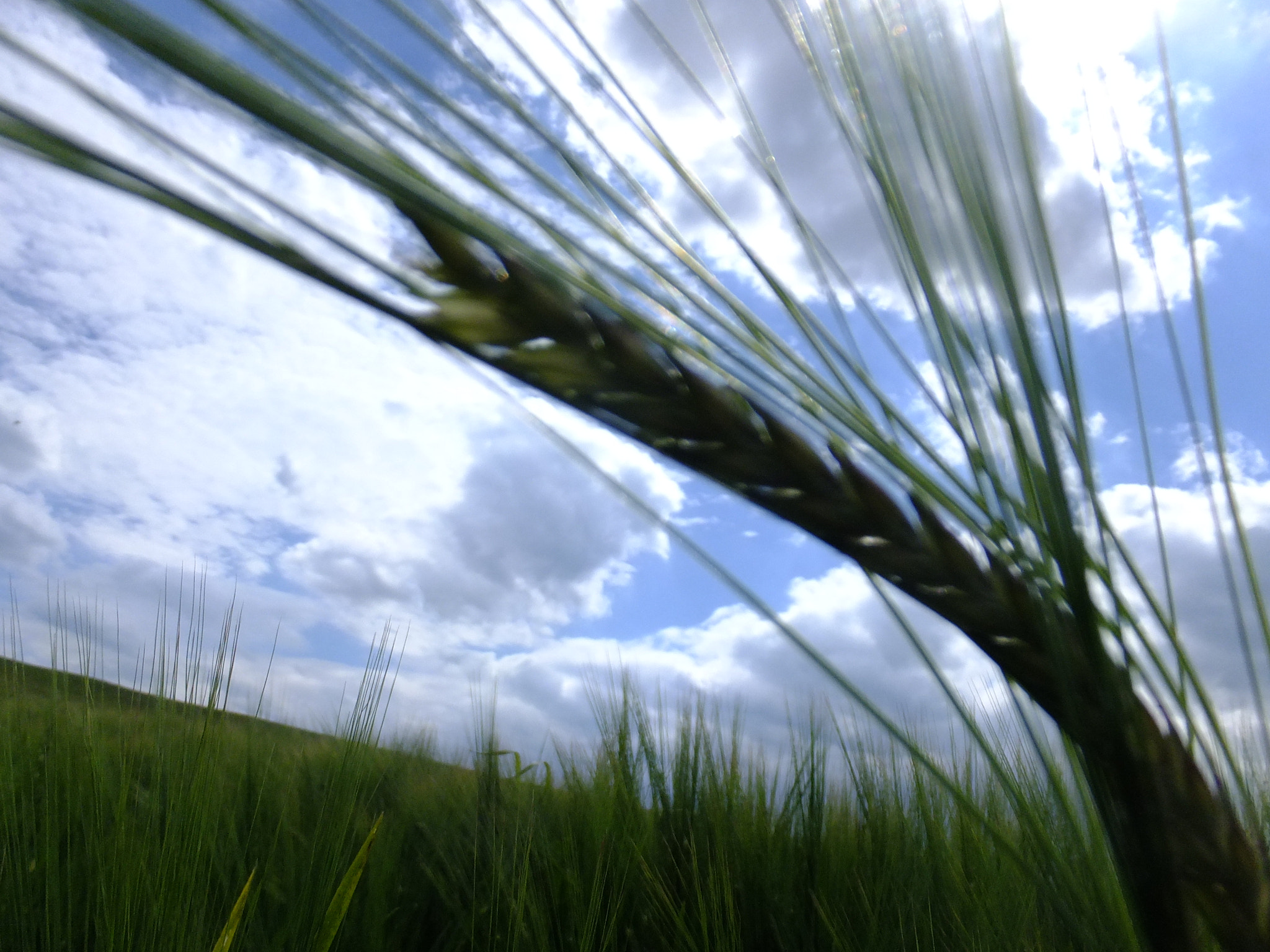 Fujifilm FinePix F770EXR (FinePix F775EXR) sample photo. Wheat to feed the world photography