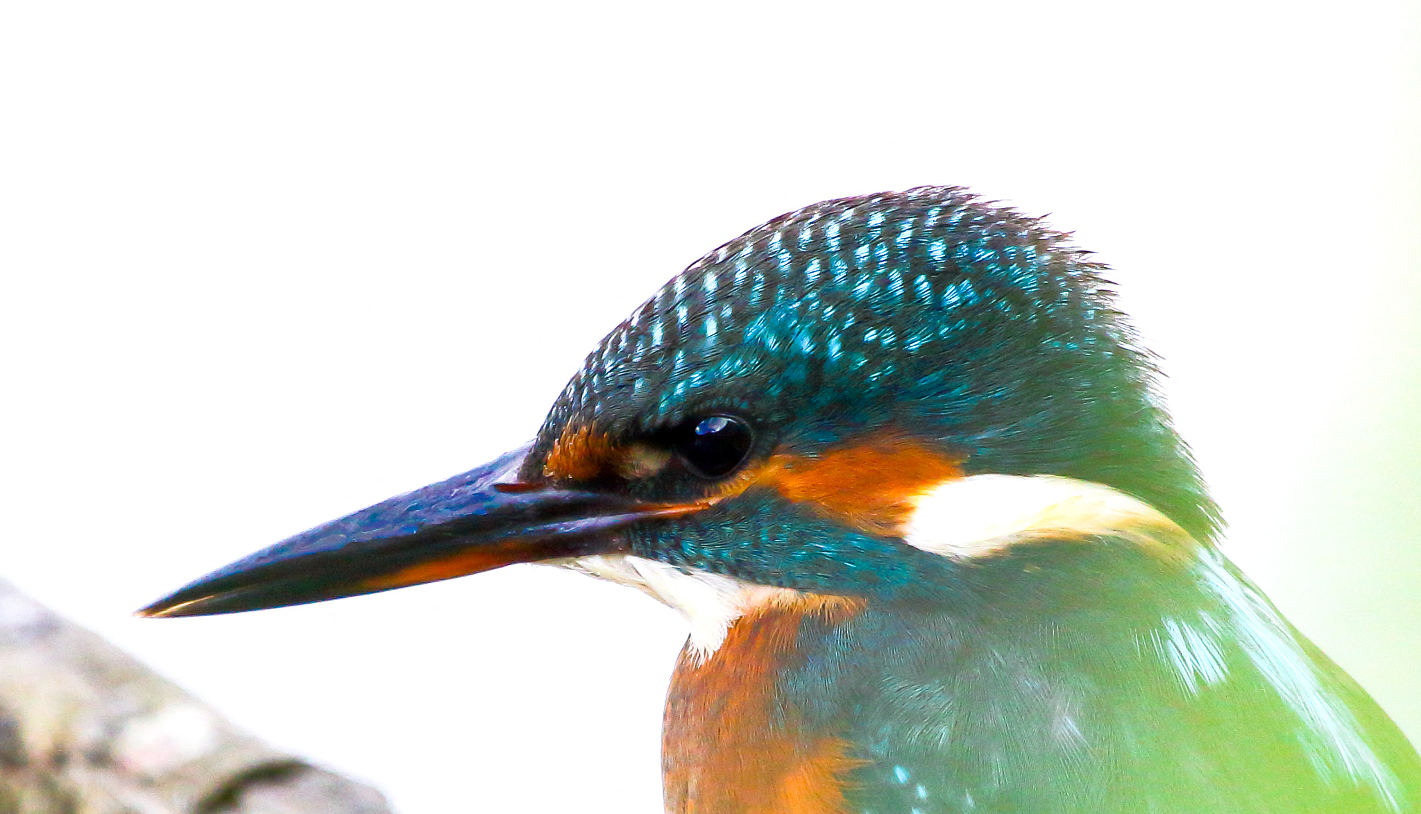 Canon EF 100-400mm F4.5-5.6L IS USM sample photo. Kingfisher (female) photography
