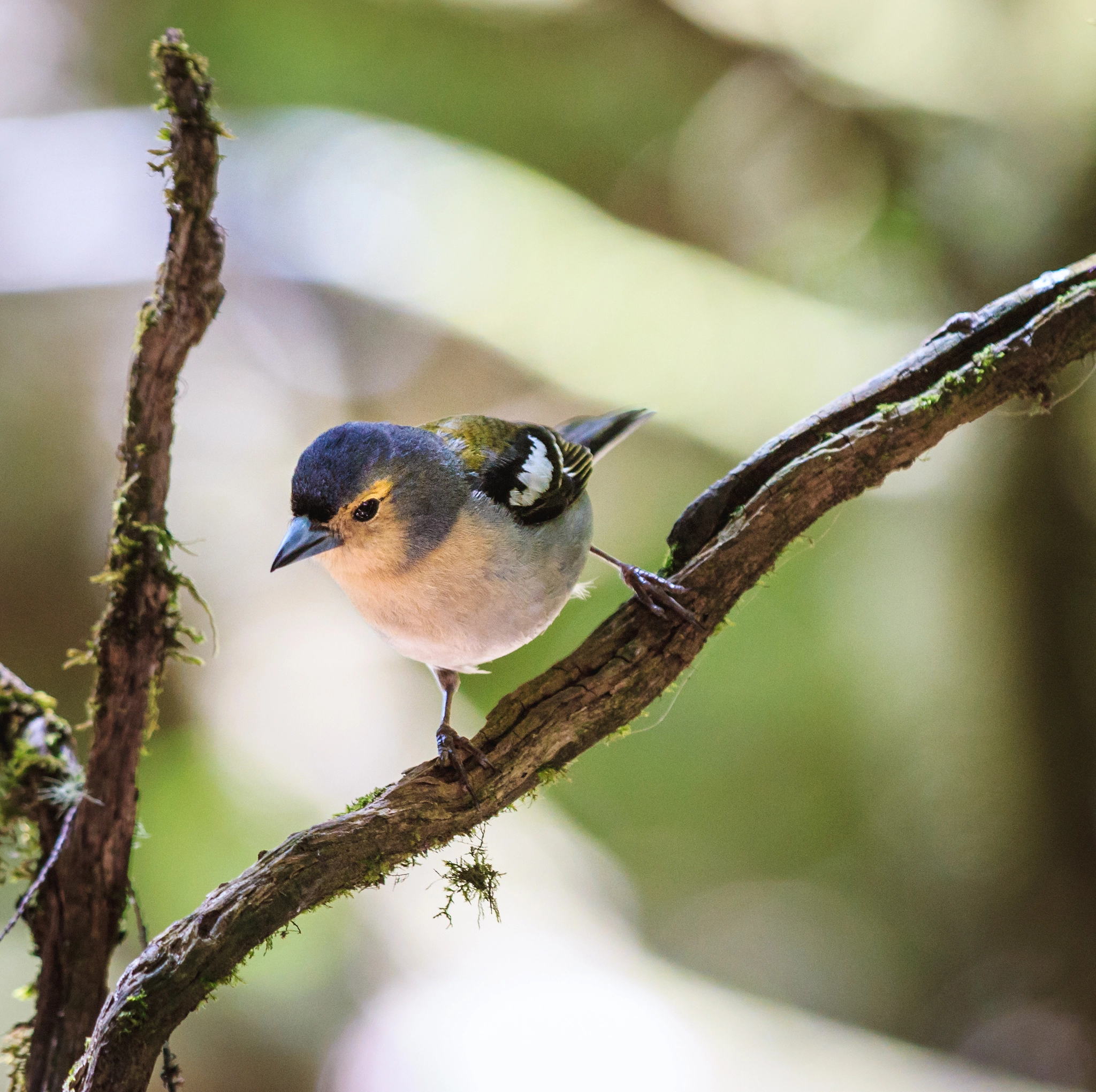Canon EF 70-200mm F2.8L IS II USM sample photo. Bird on medeira photography