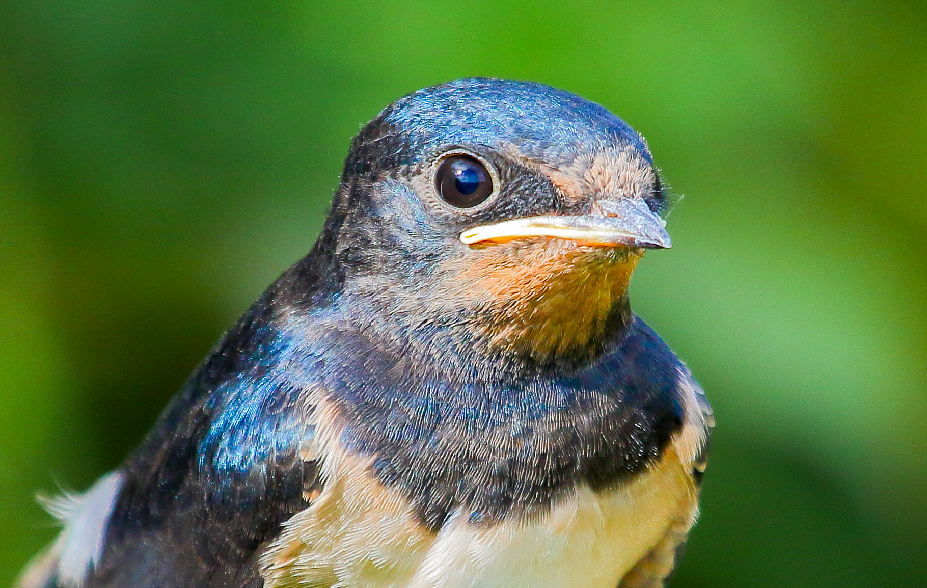 Canon EF 100-400mm F4.5-5.6L IS USM sample photo. Swallow photography