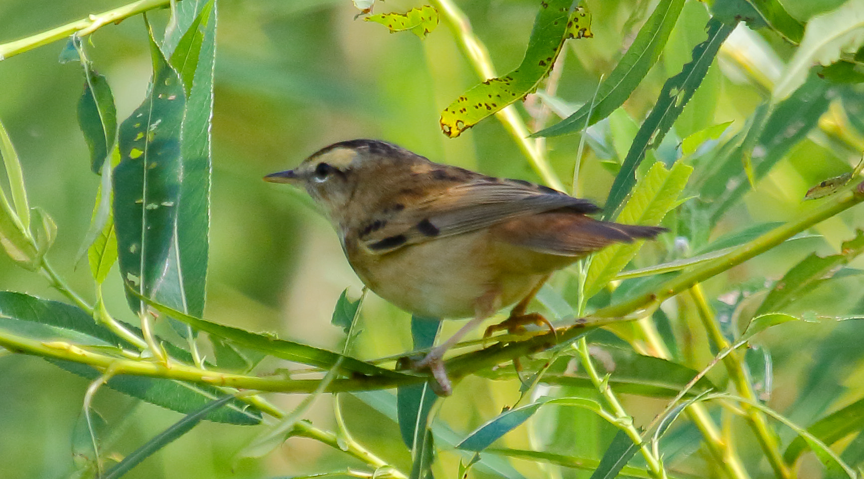 Canon EF 100-400mm F4.5-5.6L IS USM sample photo. Aquatic warbler photography