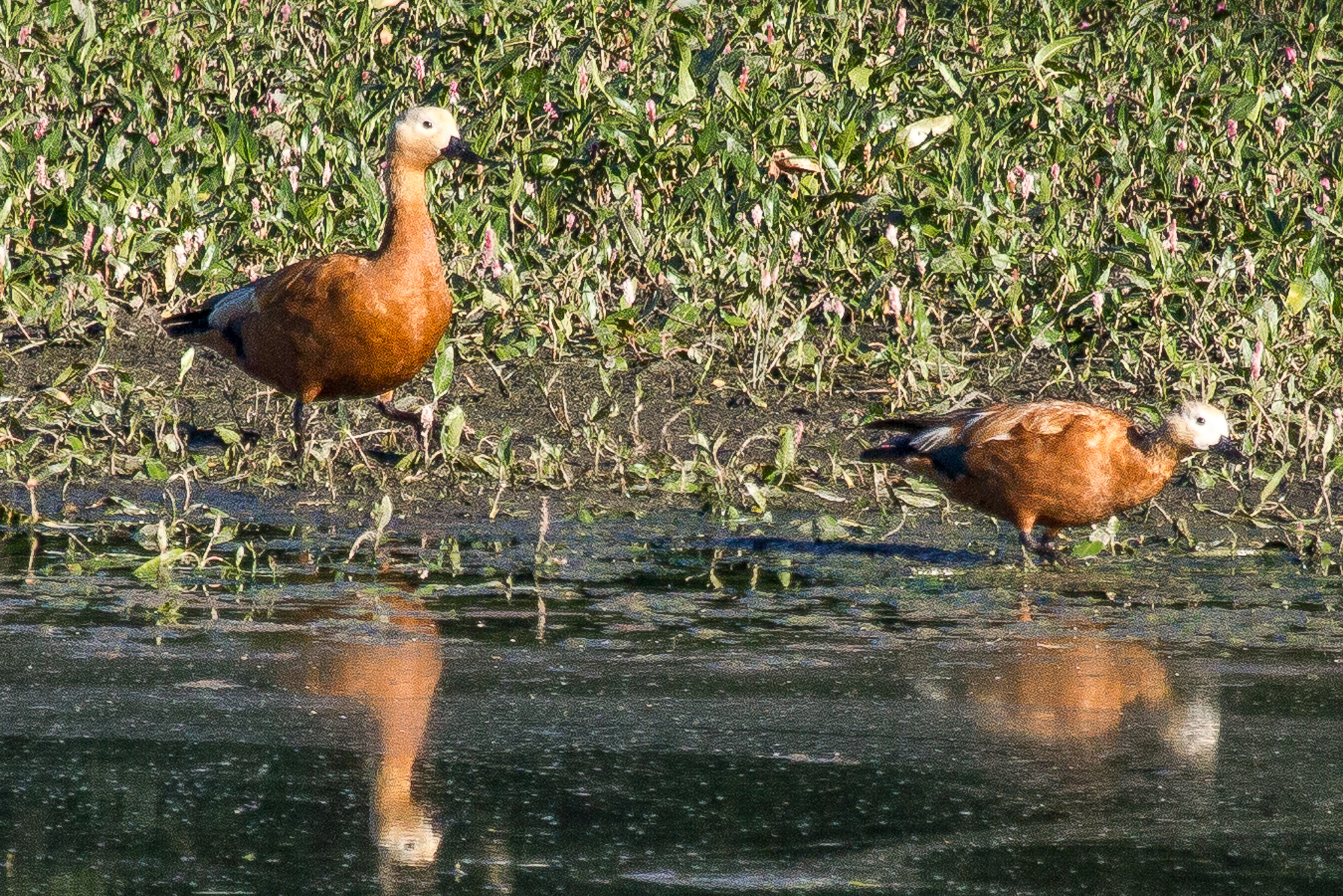 Canon EF 100-400mm F4.5-5.6L IS USM sample photo. Ruddy shelduck photography